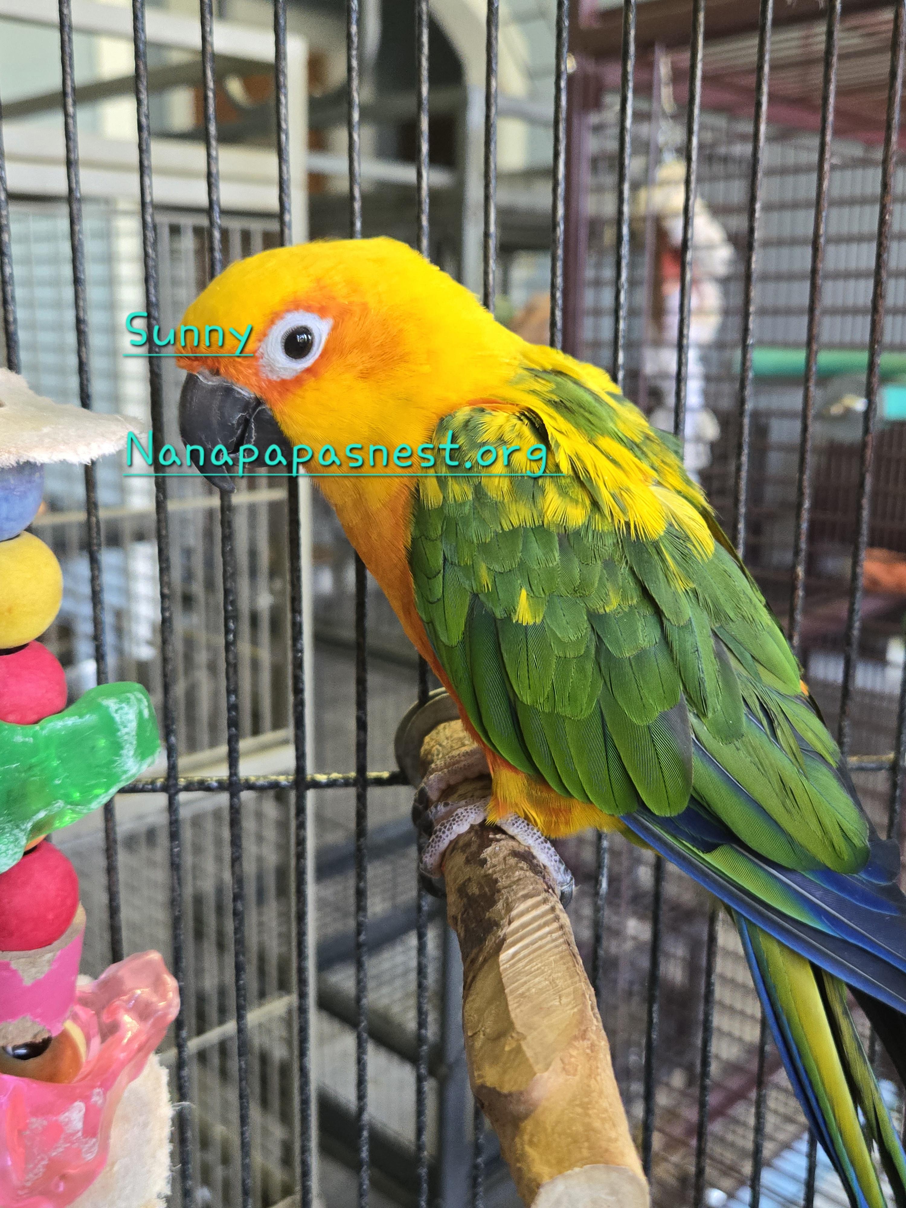 Sunny, Adoptable, Adult Unknown Conure.
