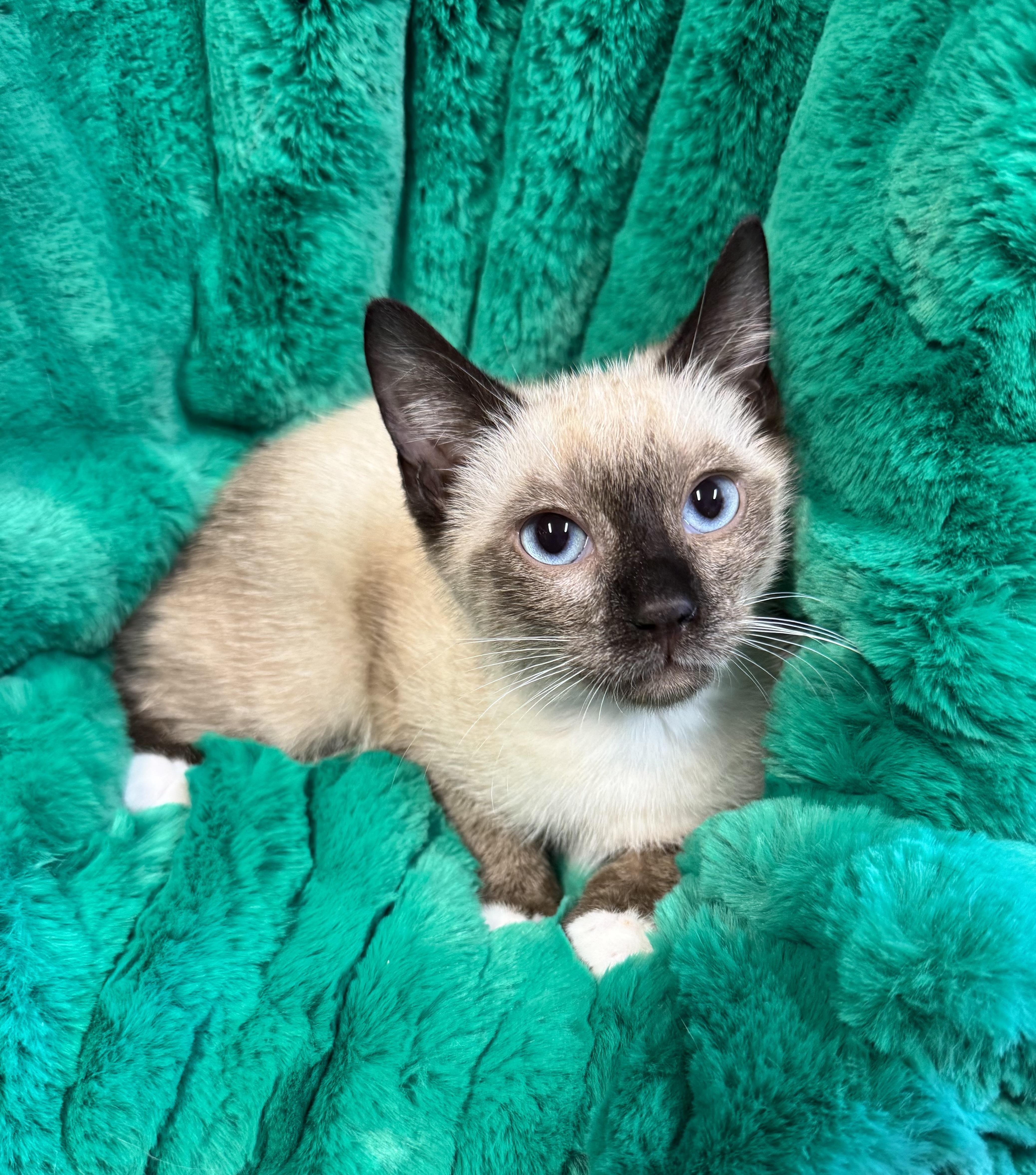 Apollo, an adopted mixed breed in Riverside, CA image 1/3