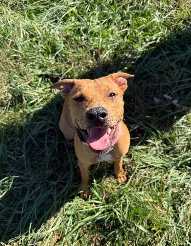 Daisy, Adoptable, Young Female Terrier & Husky.