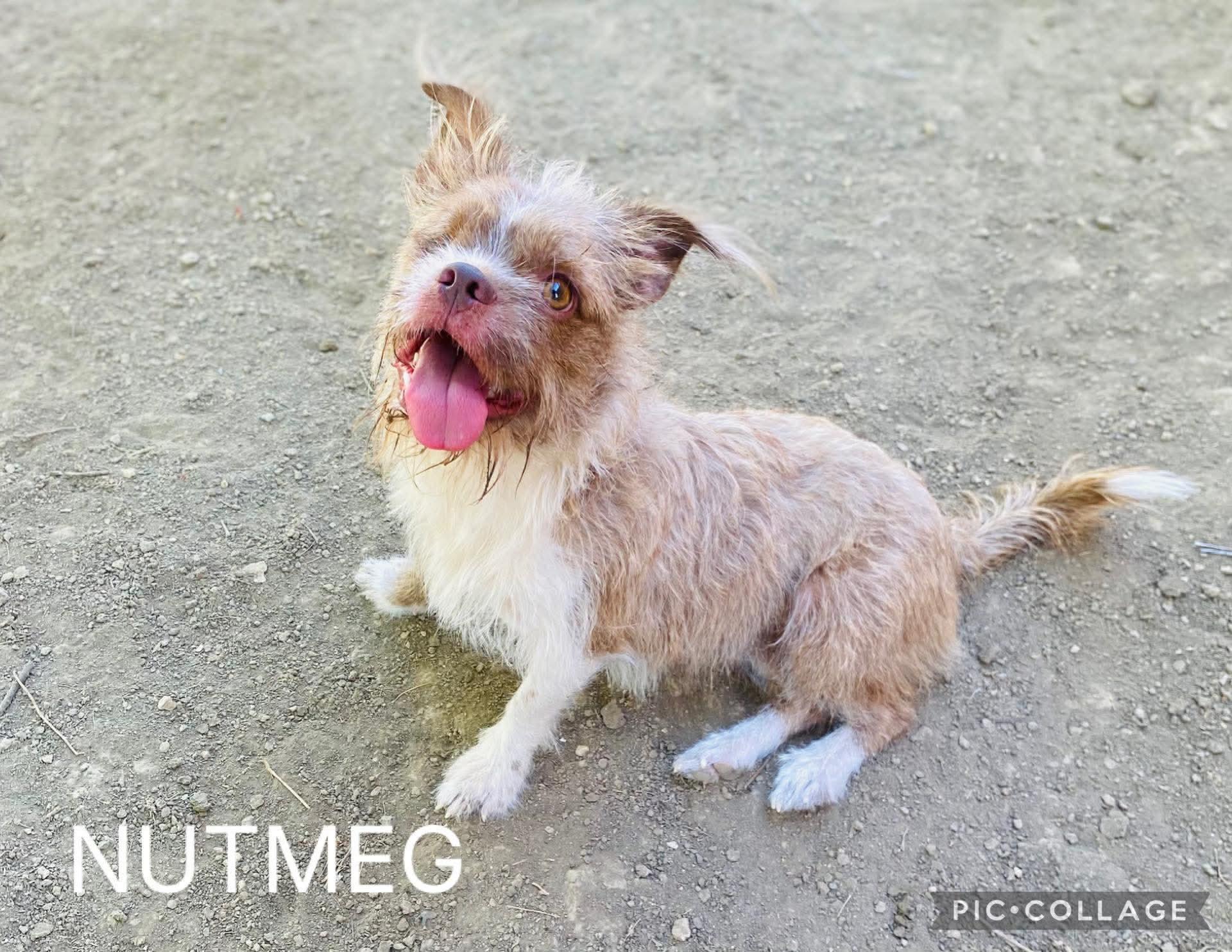 Nutmeg, ADOPTABLE, Young Female Shih Tzu.