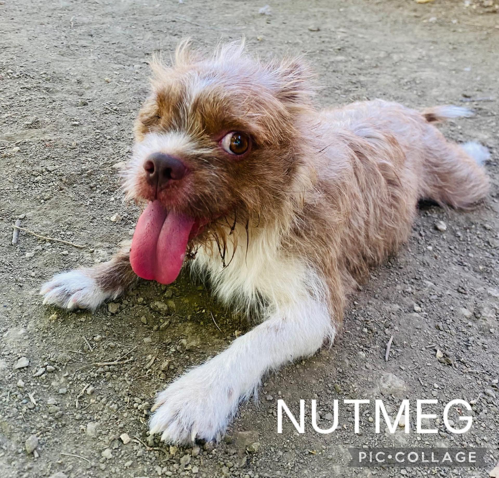 Nutmeg, a ADOPTABLE mixed breed image 2/5