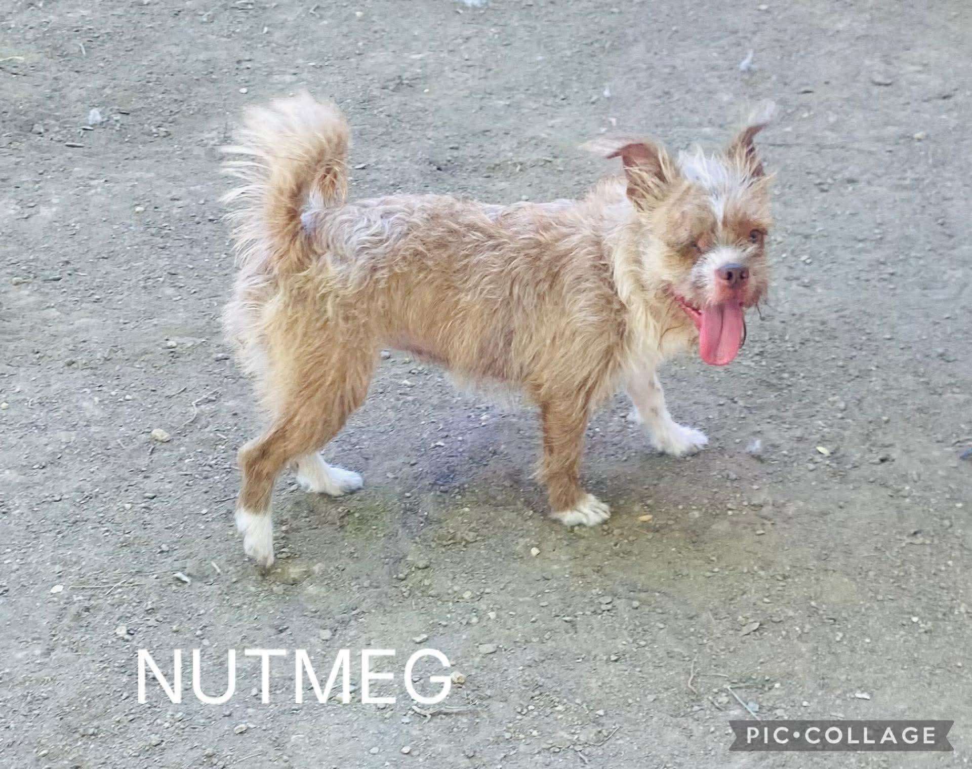 Nutmeg, a ADOPTABLE mixed breed image 3/5