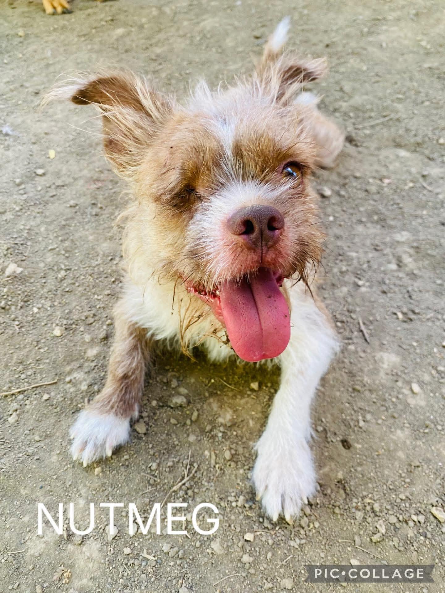 Nutmeg, a ADOPTABLE mixed breed image 4/5