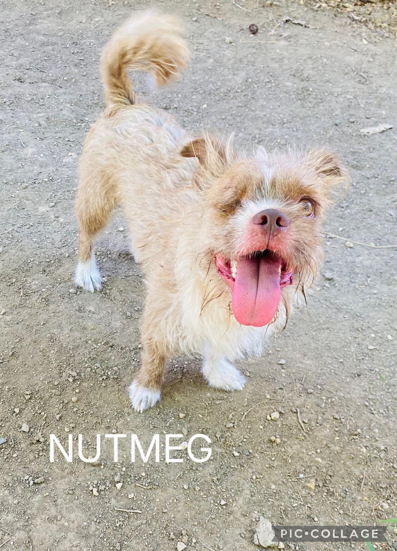 Nutmeg, a ADOPTABLE mixed breed image 5/5