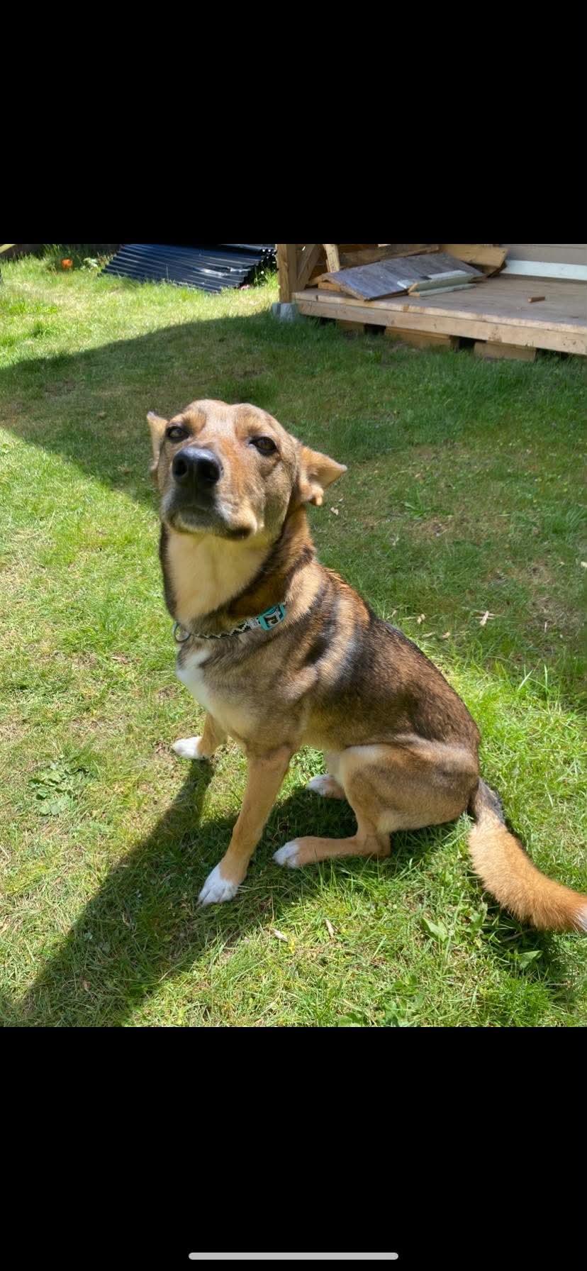 ADOPTION PENDING Haven, ADOPTABLE, Young Male German Shepherd Dog.