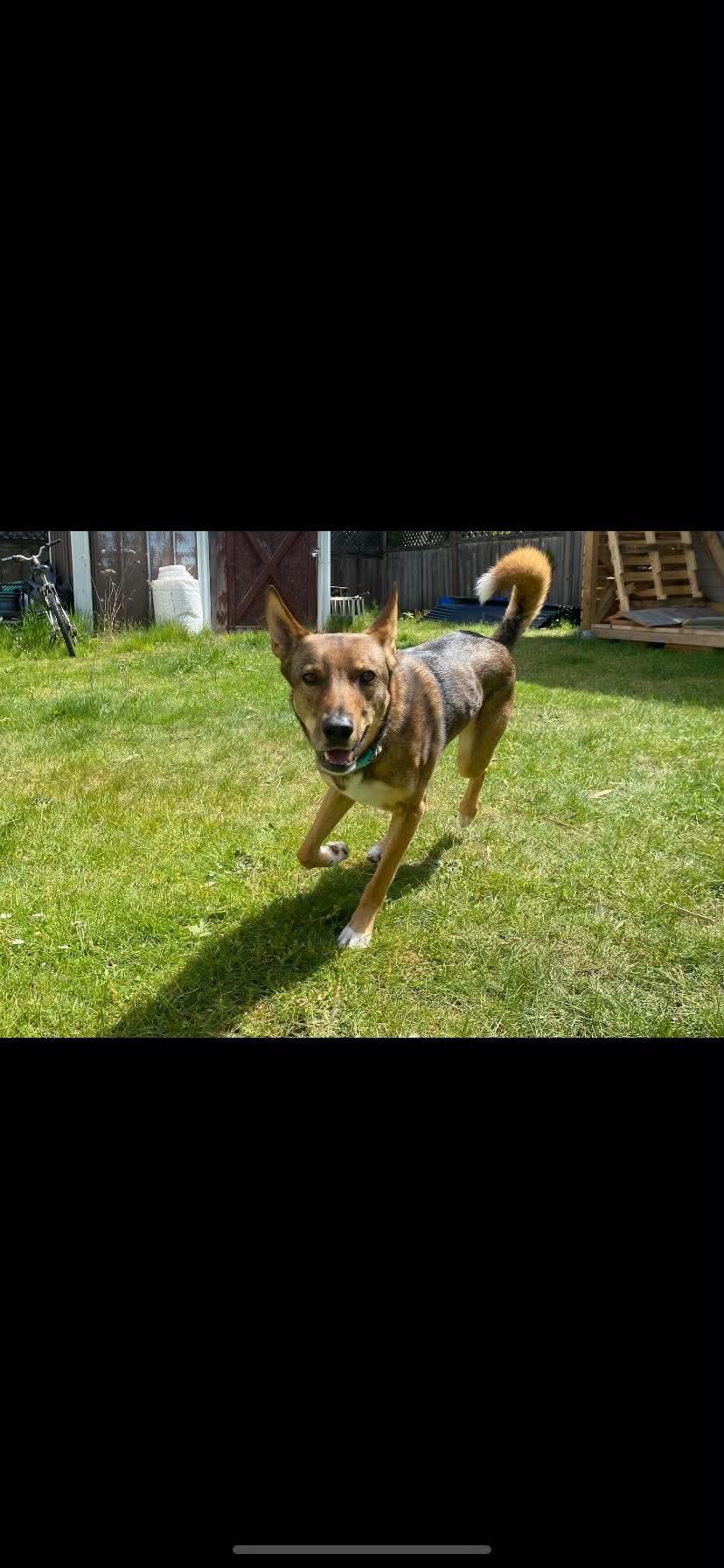 ADOPTION PENDING Haven, a ADOPTABLE mixed breed in Lake Cowichan, BC image 3/6