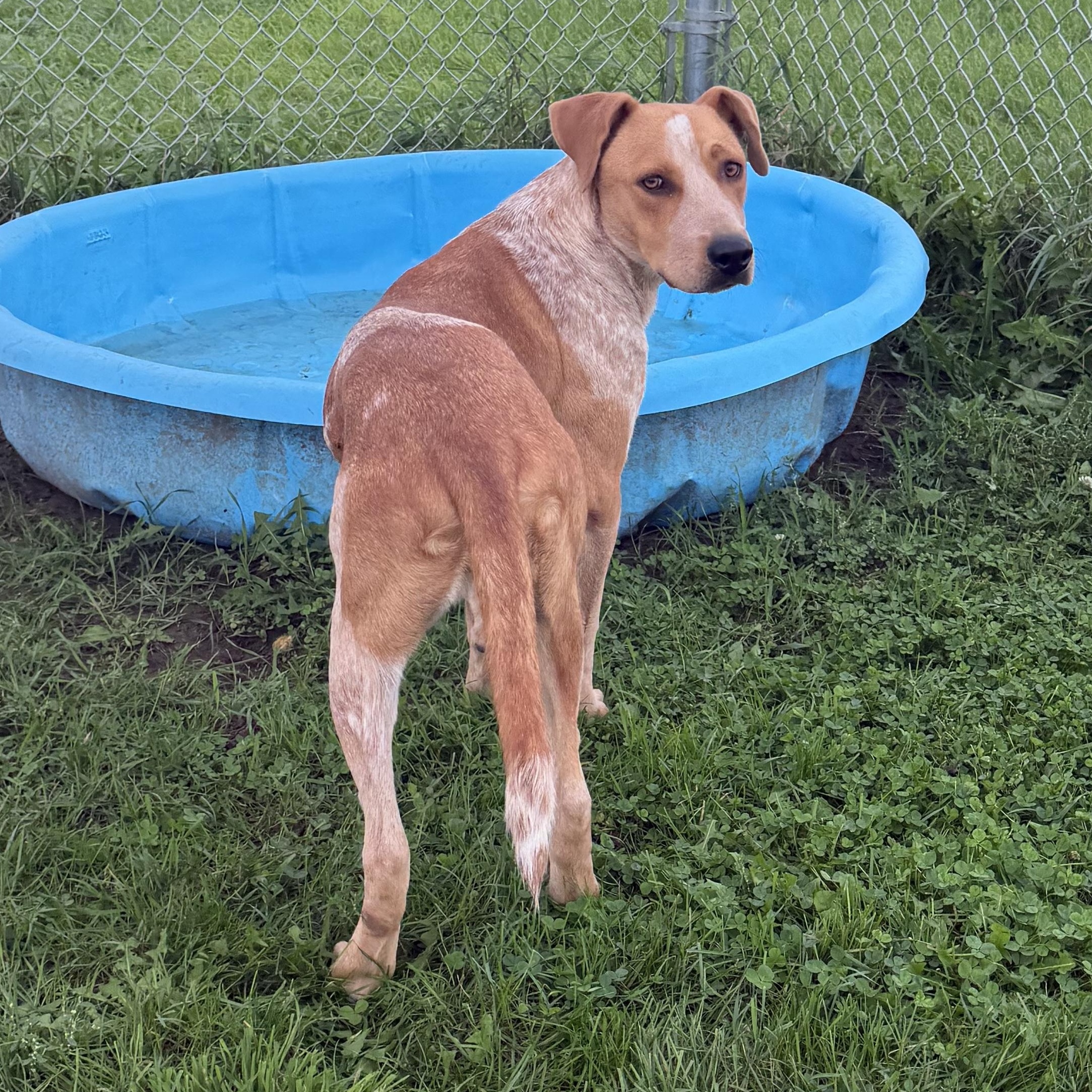 Enlarge Sadie, a Adopted Australian Cattle Dog / Blue Heeler in Dodgeville, WI image 2/2