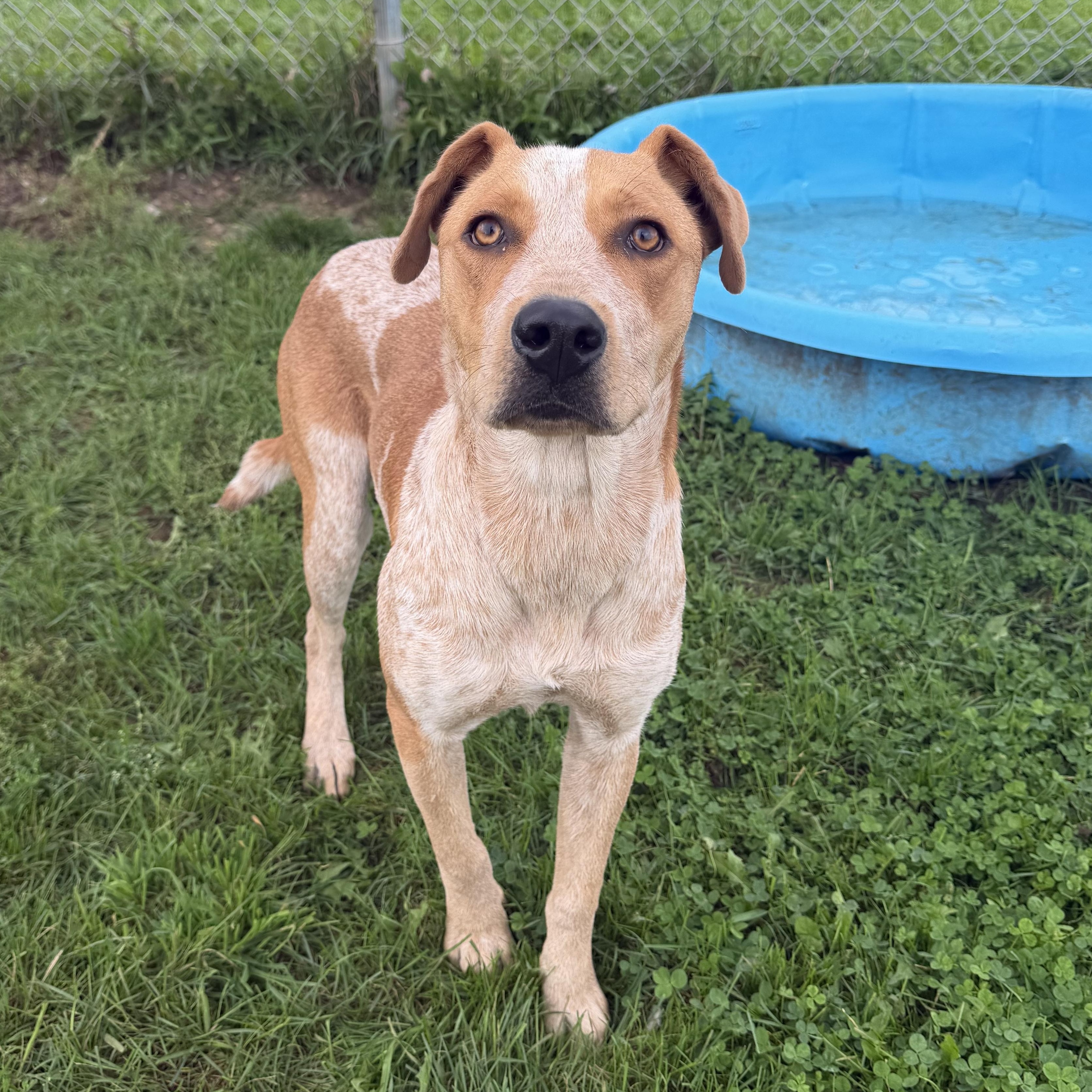 Enlarge Sadie, a Adopted Australian Cattle Dog / Blue Heeler in Dodgeville, WI image 1/2