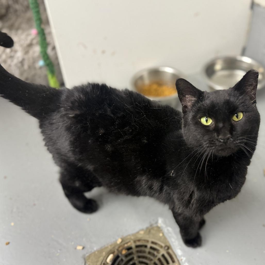 Spider, Adoptable, Adult Female Domestic Short Hair.