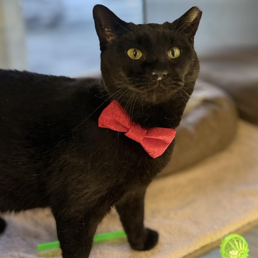 Enlarge Spider, a Adoptable Domestic Short Hair in Alexandria, VA image 2/6