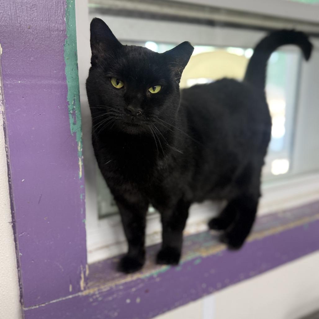 Enlarge Spider, a Adoptable Domestic Short Hair in Alexandria, VA image 3/6