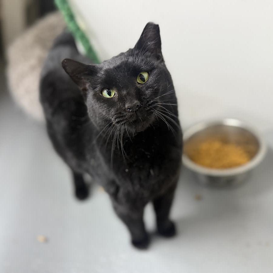 Enlarge Spider, a Adoptable Domestic Short Hair in Alexandria, VA image 4/6