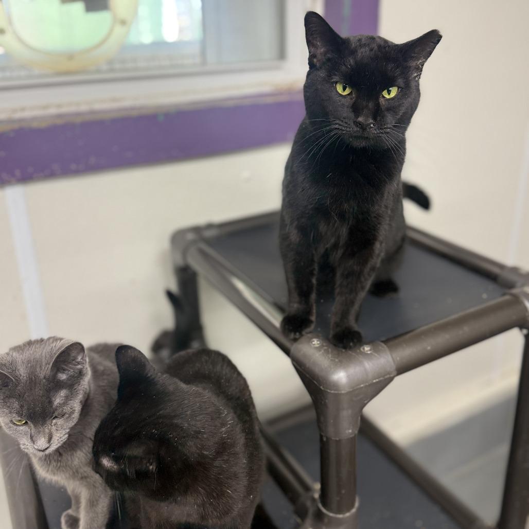 Enlarge Spider, a Adoptable Domestic Short Hair in Alexandria, VA image 5/6