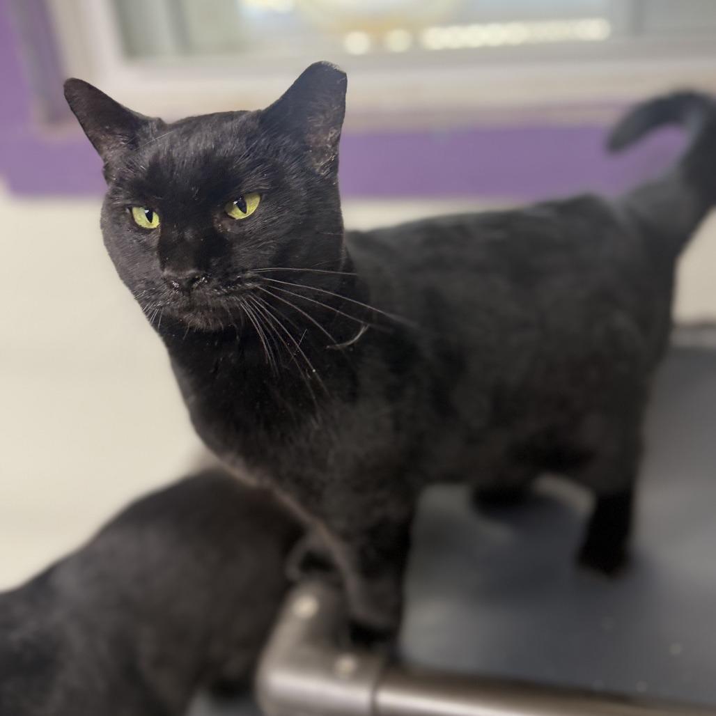 Enlarge Spider, a Adoptable Domestic Short Hair in Alexandria, VA image 6/6