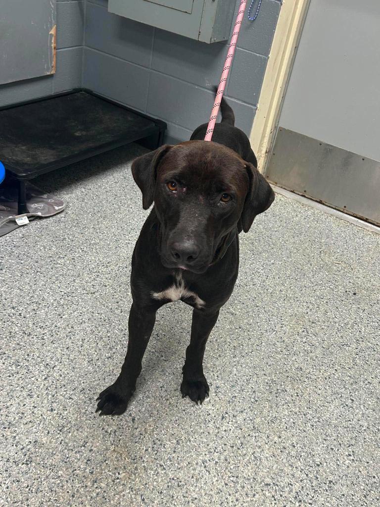Maverick, Adoptable, Young Male Affenpinscher.