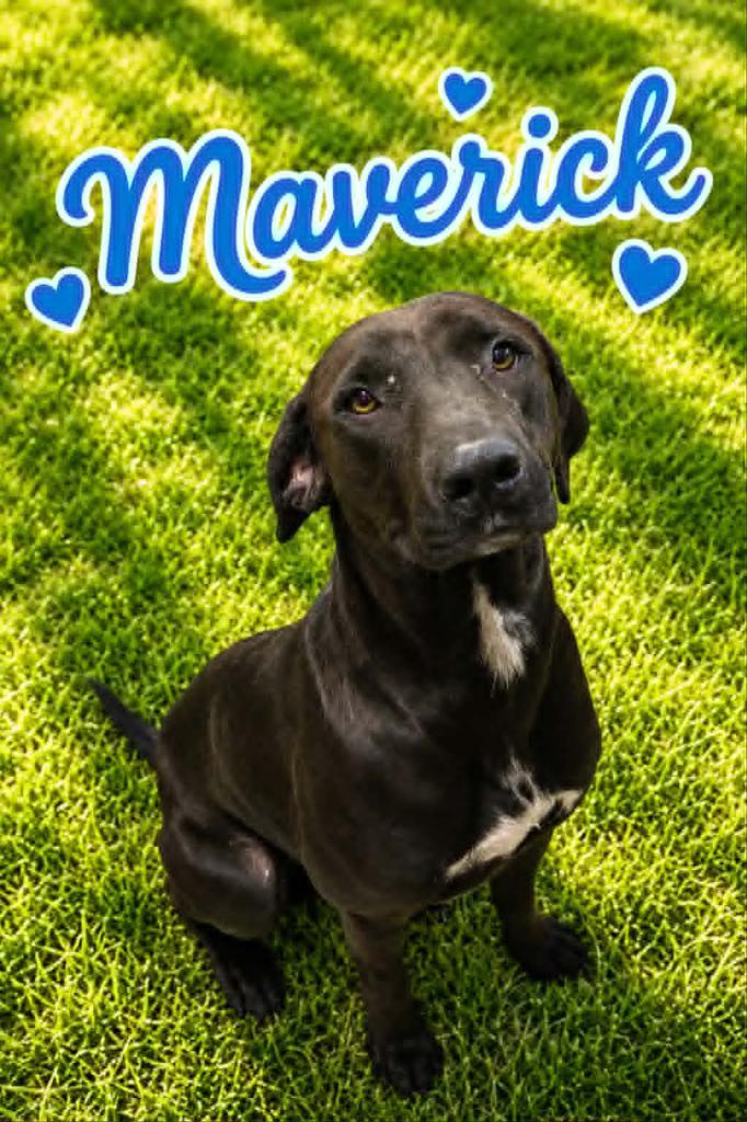 Enlarge Maverick, a Adoptable mixed breed in Livingston, LA image 2/2