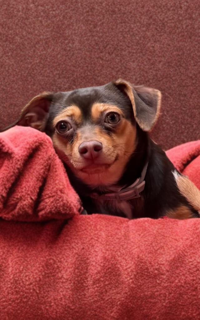 Enlarge Kiki, an adopted Chiweenie in San Antonio, TX image 2/3