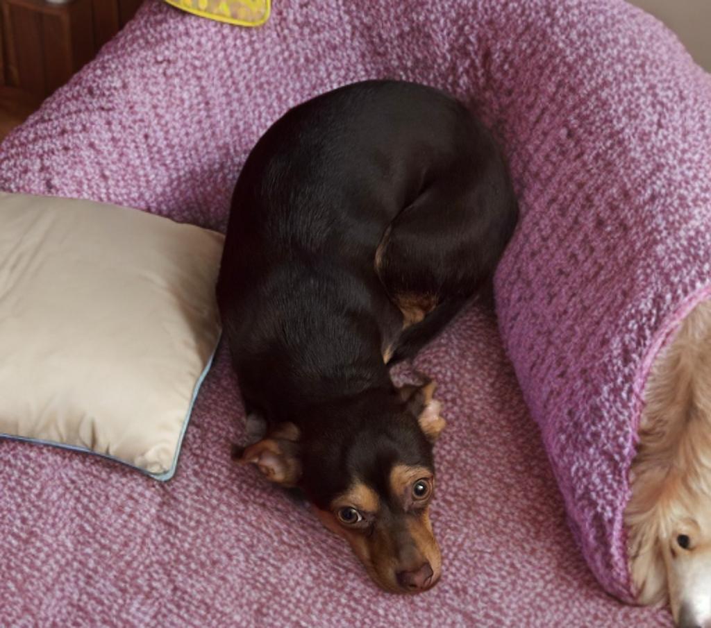 Enlarge Kiki, an adopted Chiweenie in San Antonio, TX image 3/3