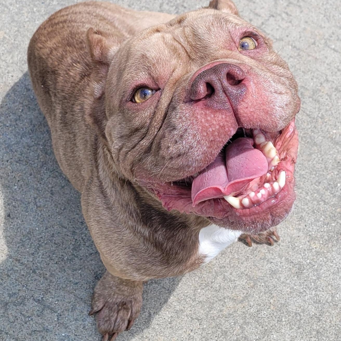 Enlarge Gauge, Happy Boy, a ADOPTABLE mixed breed in Meriden, CT image 3/6
