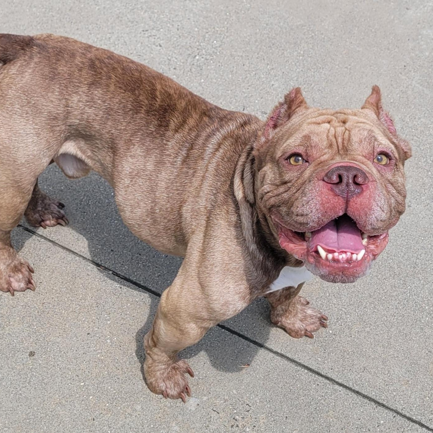 Enlarge Gauge, Happy Boy, a ADOPTABLE mixed breed in Meriden, CT image 4/6