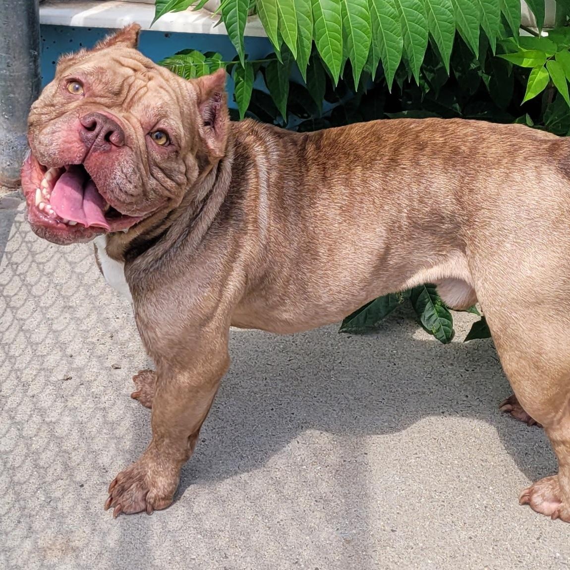 Gauge, Happy Boy, ADOPTABLE, Young Male Bulldog & American Bully.
