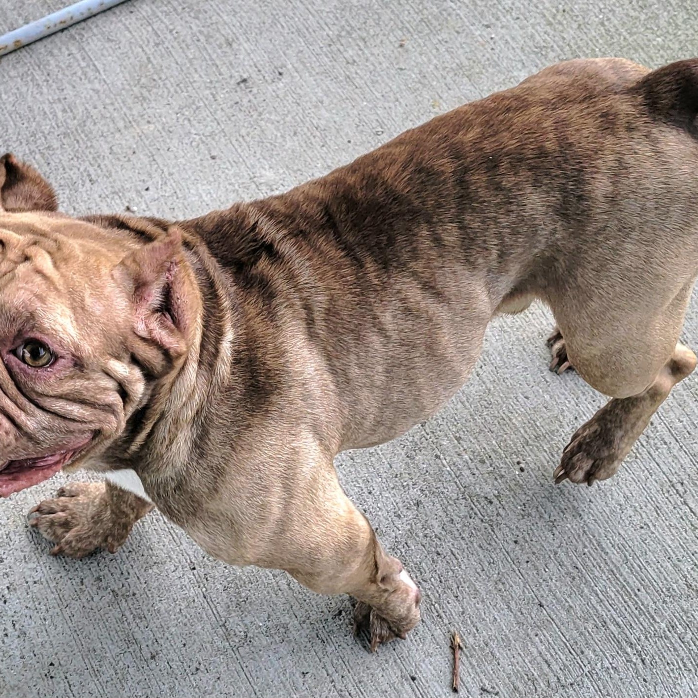 Enlarge Gauge, Happy Boy, a ADOPTABLE mixed breed in Meriden, CT image 5/6