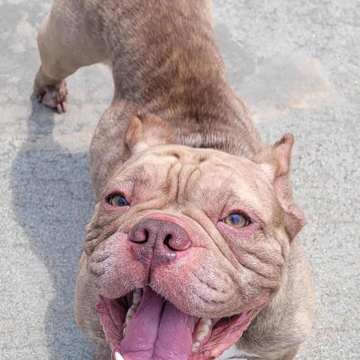 Enlarge Gauge, Happy Boy, a ADOPTABLE mixed breed in Meriden, CT image 6/6