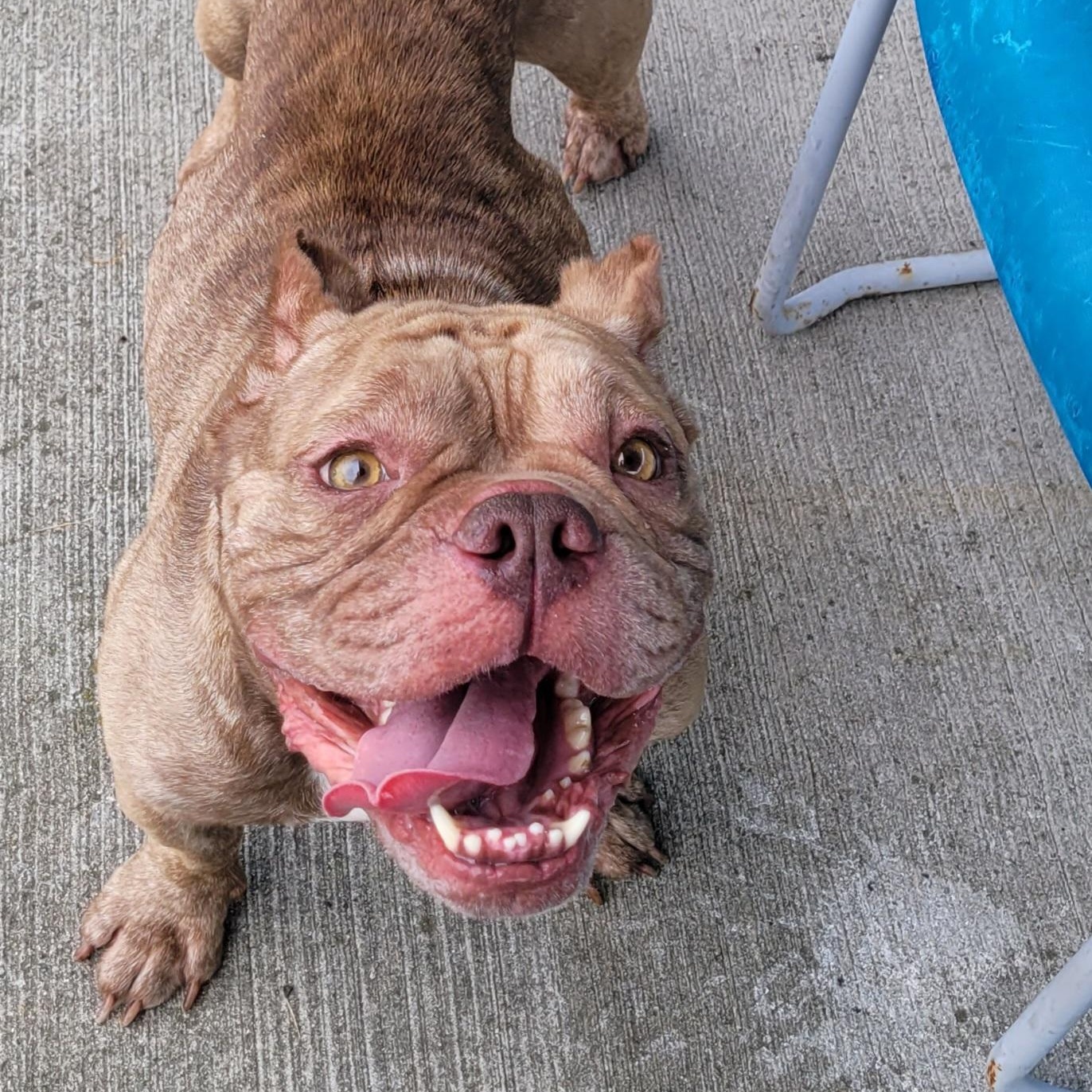 Enlarge Gauge, Happy Boy, a ADOPTABLE mixed breed in Meriden, CT image 2/6