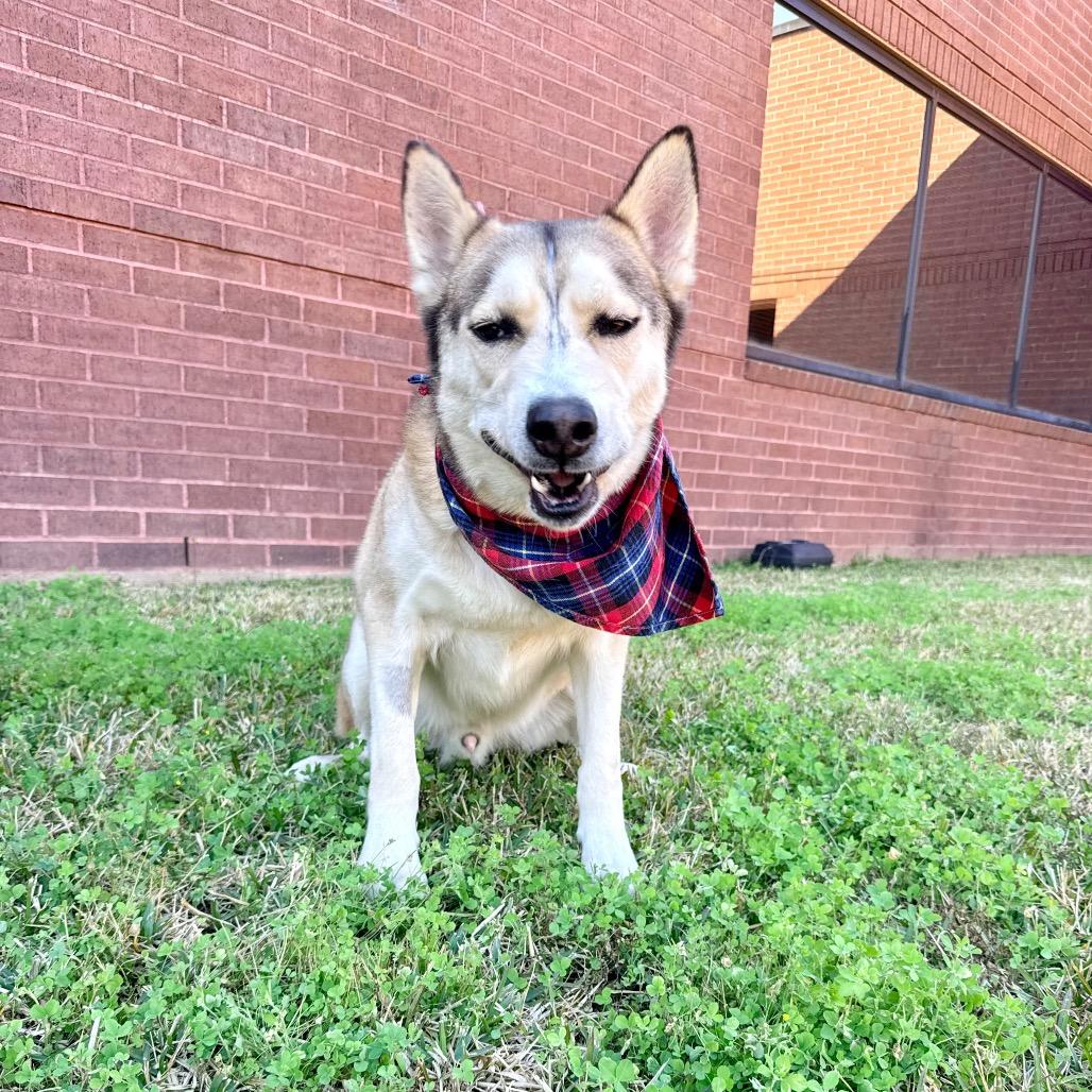 Enlarge Florence, a Adoptable Siberian Husky in Chester, VA image 4/6