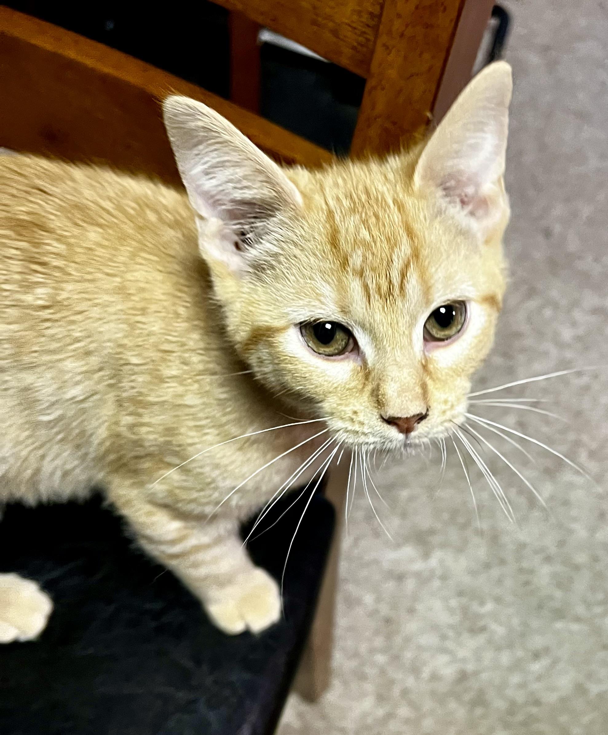 Enlarge Orange Crush, a Adoptable Domestic Short Hair in Faribault, MN image 1/1