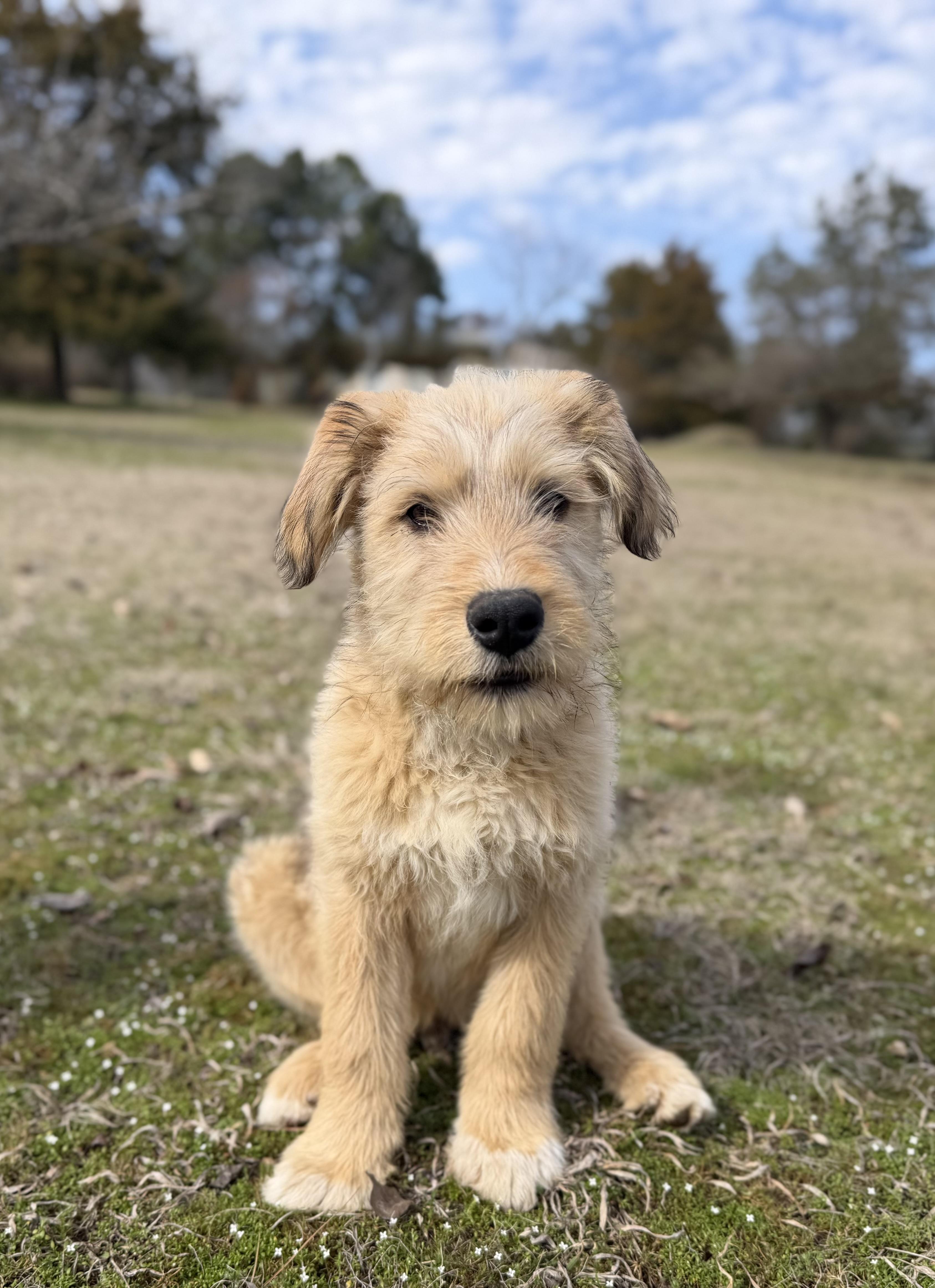 Enlarge Ollie *DNA RESULTS*, an adopted mixed breed in East Hartford, CT image 3/6