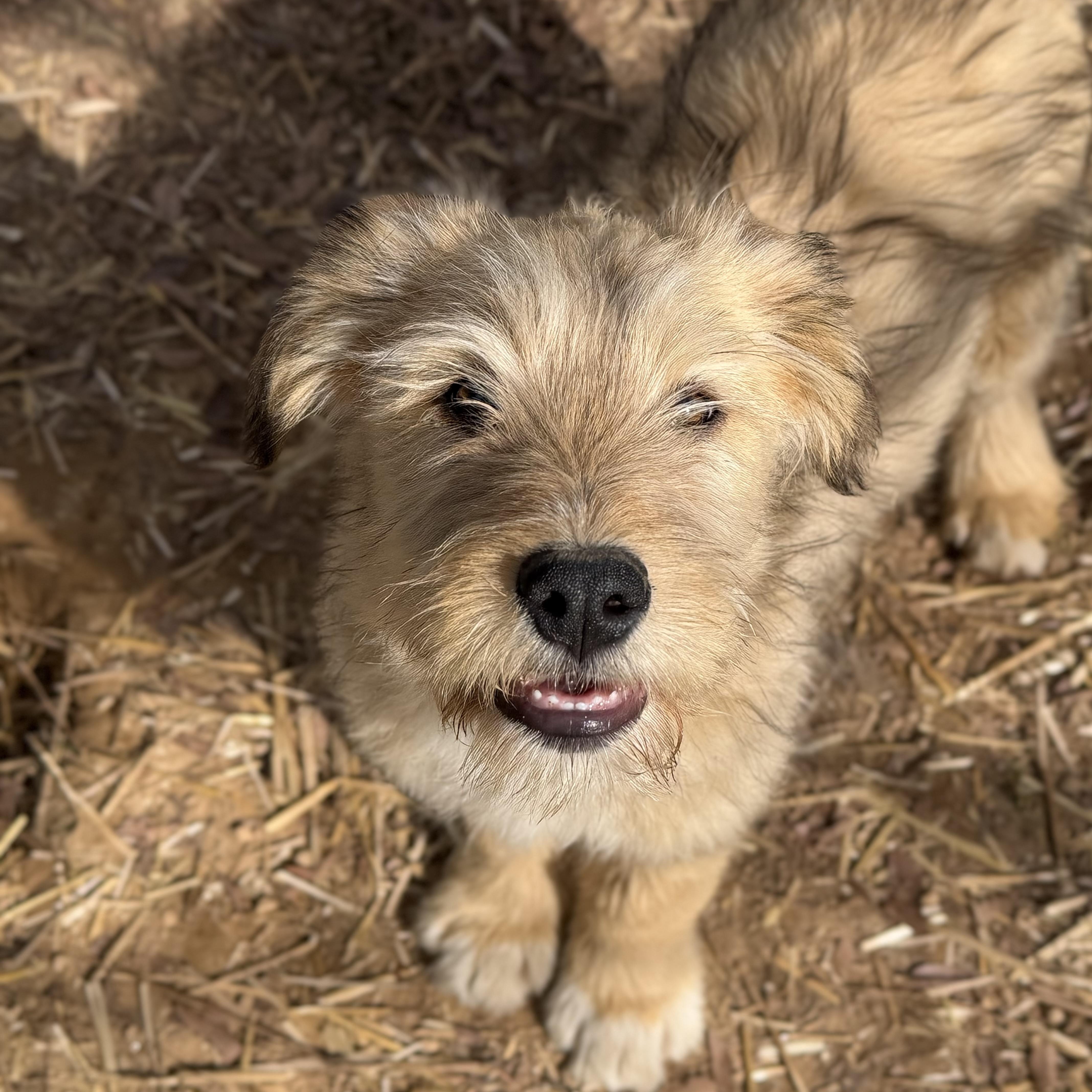 Enlarge Ollie *DNA RESULTS*, an adopted mixed breed in East Hartford, CT image 5/6