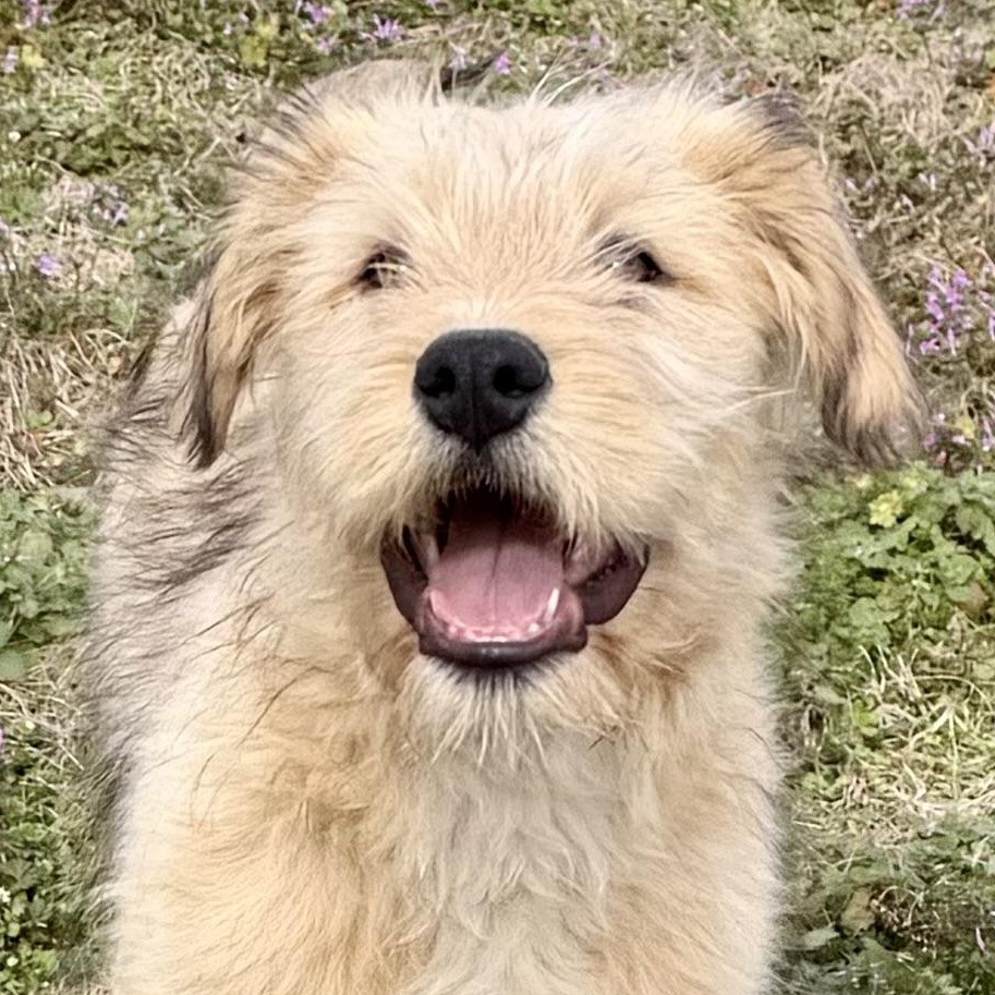 Ollie *DNA RESULTS*, adopted, Puppy Male Great Pyrenees.