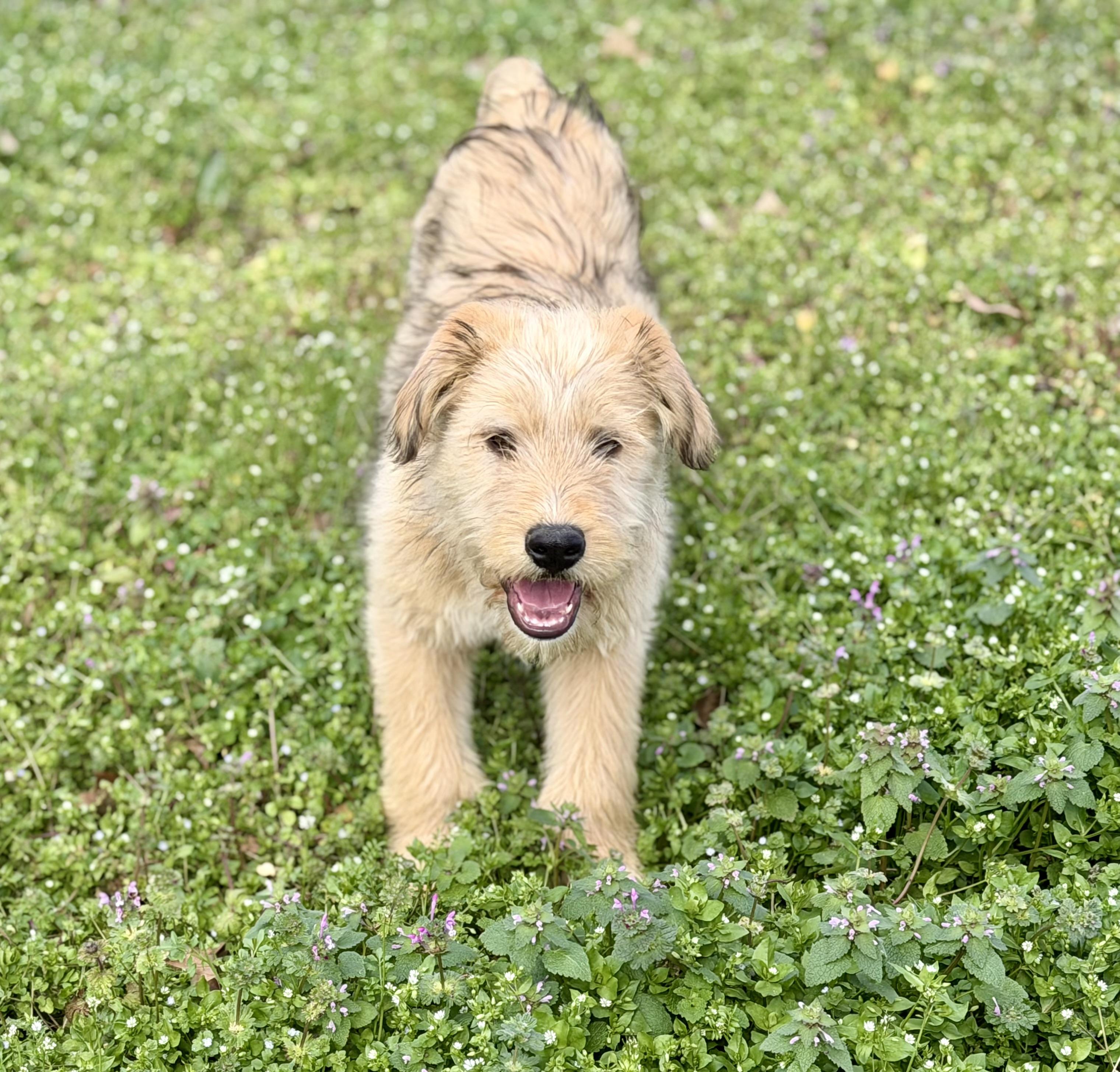 Enlarge Ollie *DNA RESULTS*, an adopted mixed breed in East Hartford, CT image 4/6