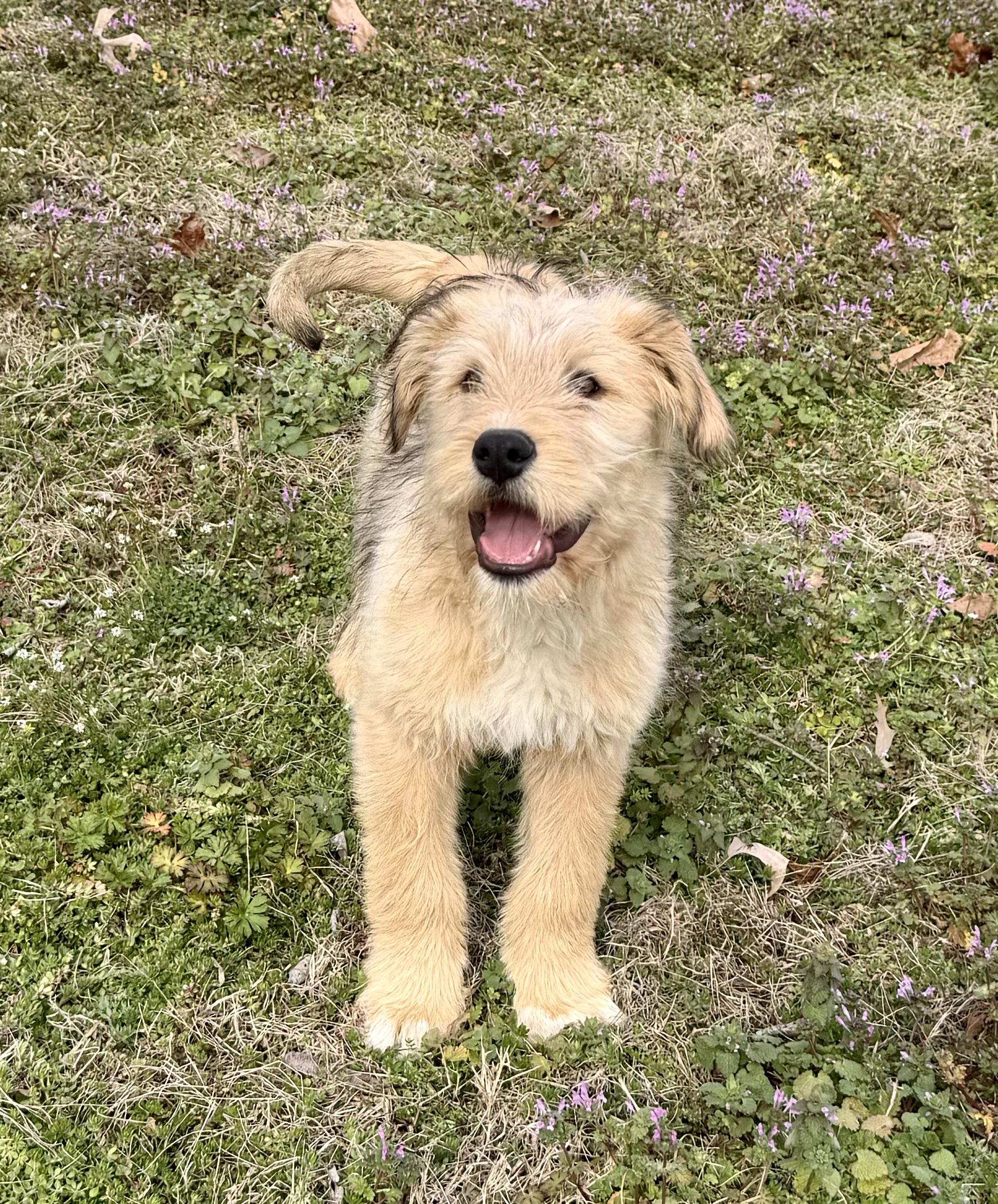 Enlarge Ollie *DNA RESULTS*, an adopted mixed breed in East Hartford, CT image 2/6