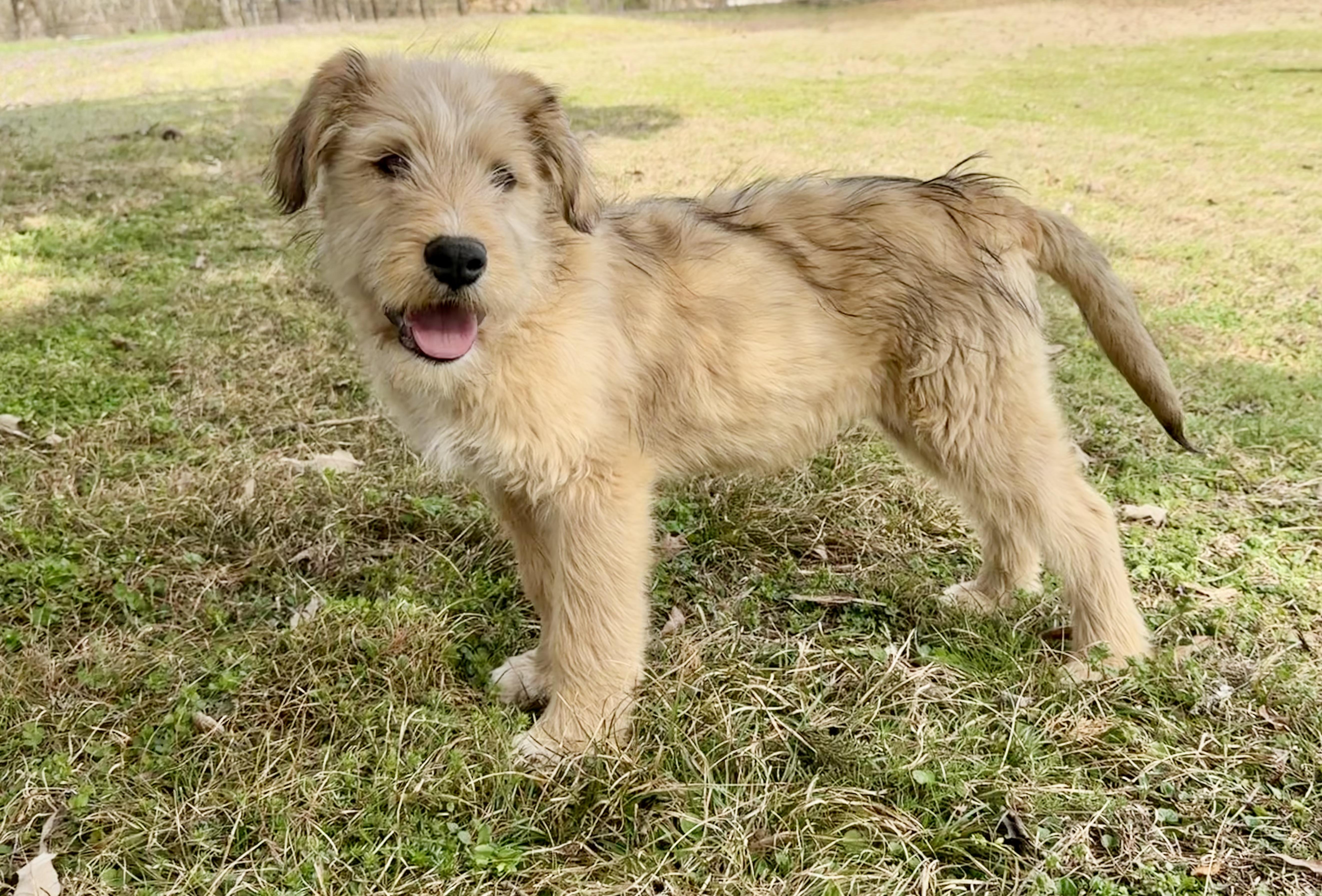 Enlarge Ollie *DNA RESULTS*, an adopted mixed breed in East Hartford, CT image 6/6