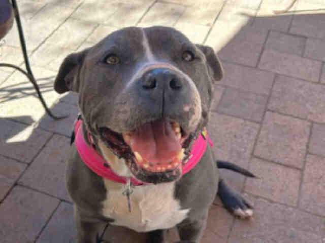 STORM, Adoptable, Adult Female Pit Bull Terrier.