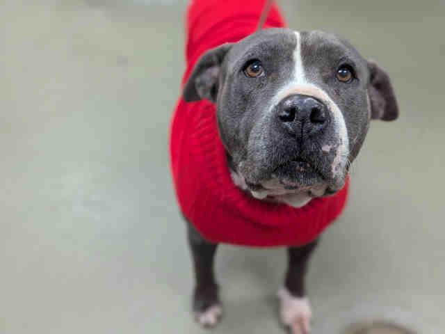 STORM, Adoptable, Adult Female Pit Bull Terrier.