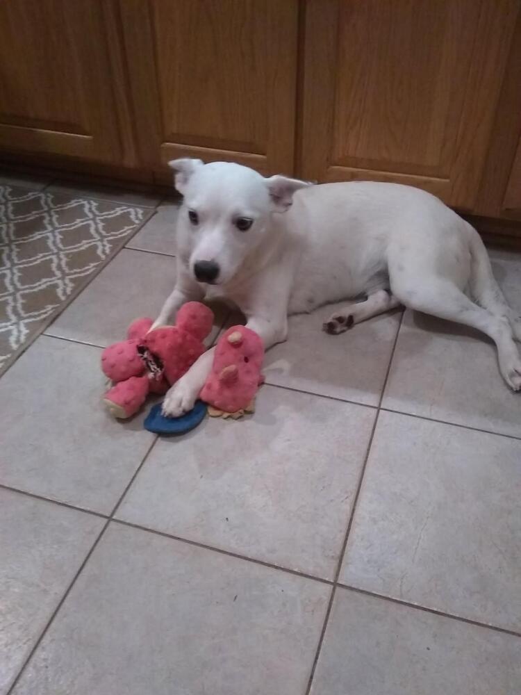 Enlarge Rosalie, a Adoptable mixed breed in Irwin, PA image 1/5