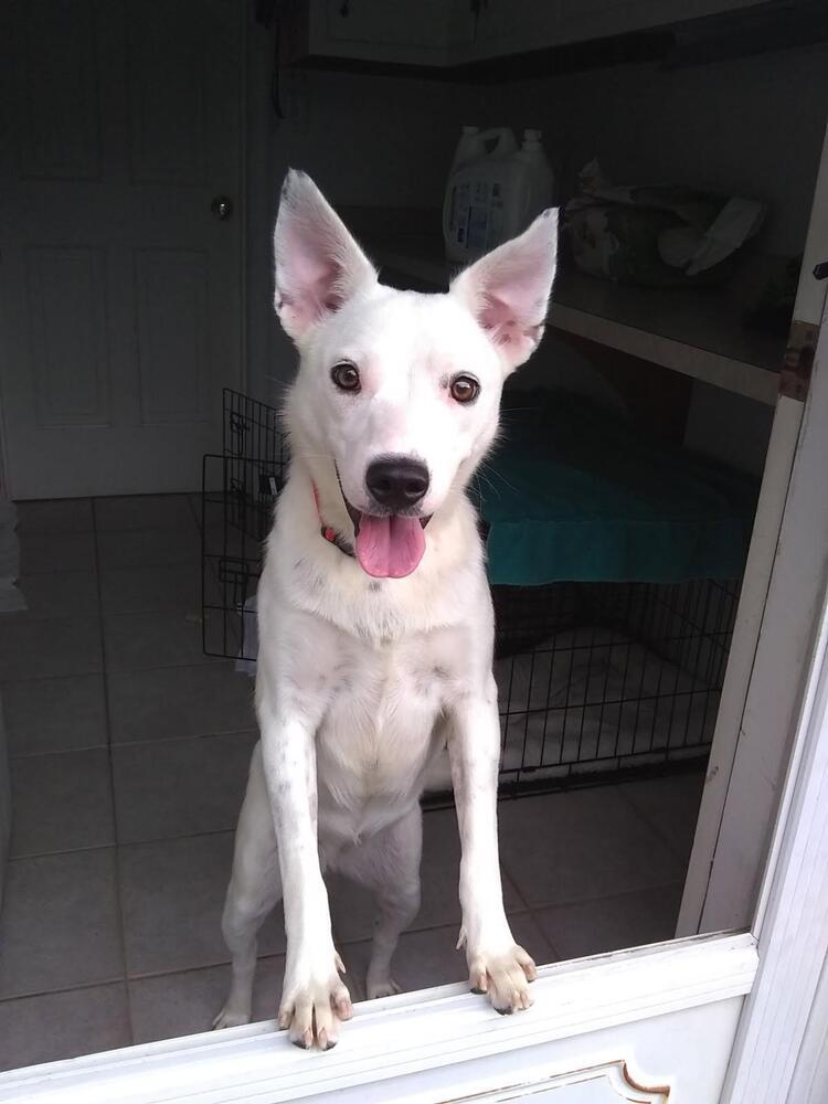 Enlarge Rosalie, a Adoptable mixed breed in Irwin, PA image 3/5