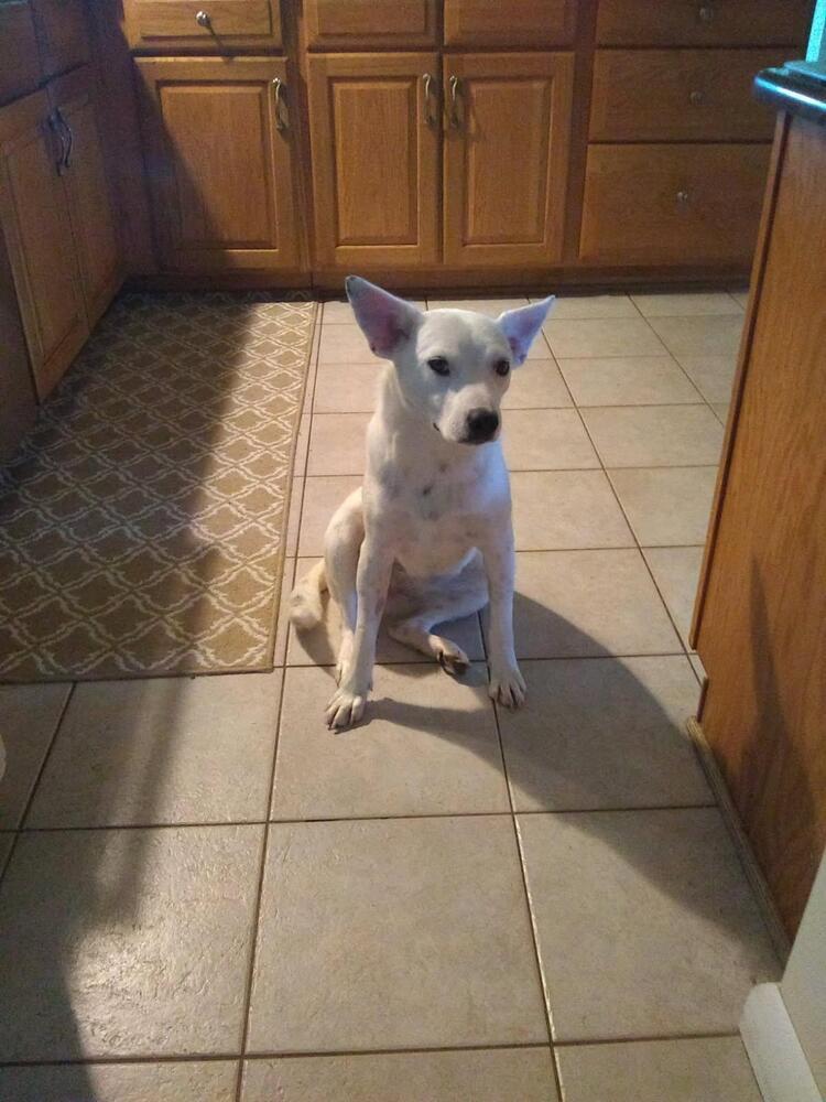 Enlarge Rosalie, a Adoptable mixed breed in Irwin, PA image 5/5
