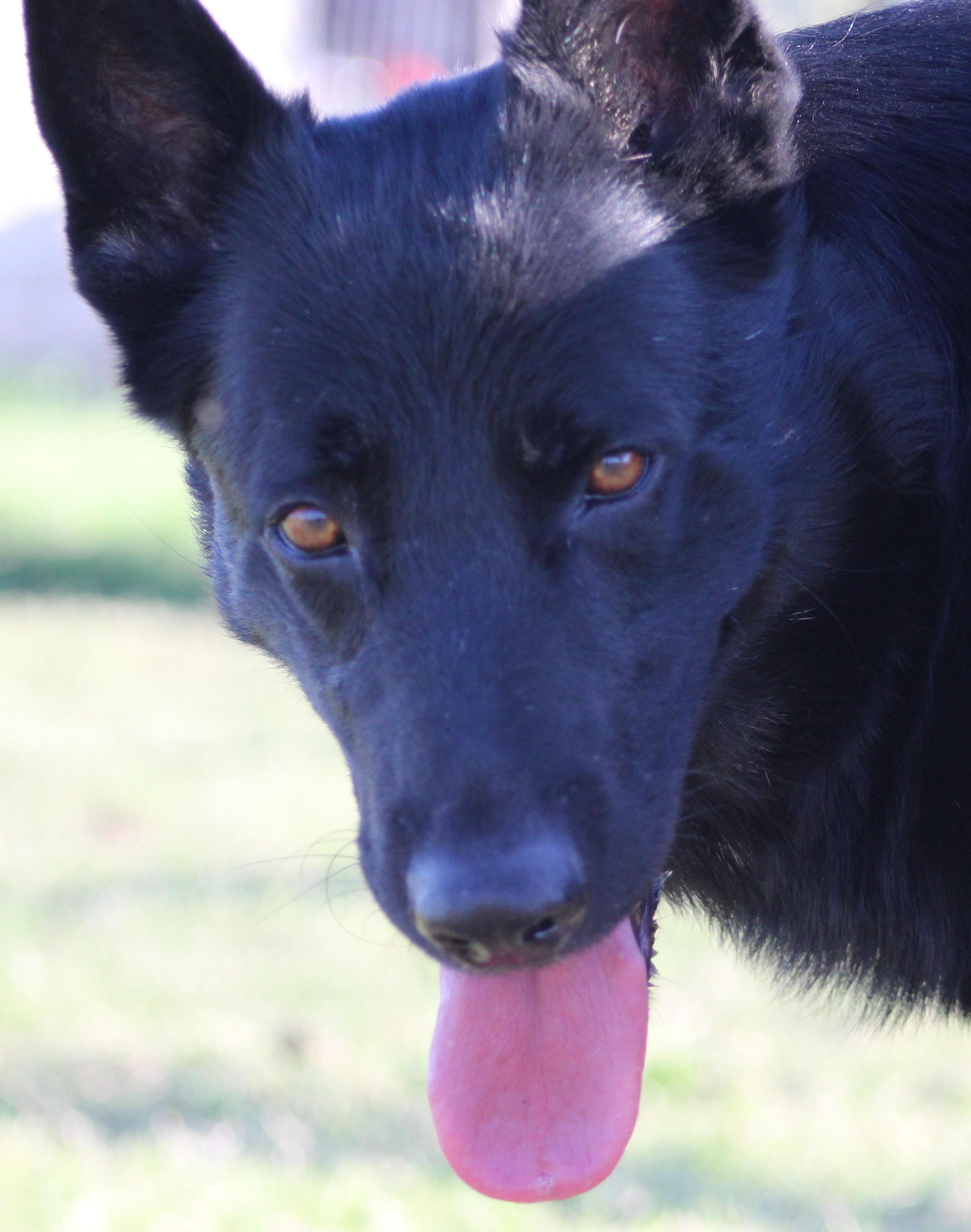 Gabe, ADOPTABLE, Young Male German Shepherd Dog.