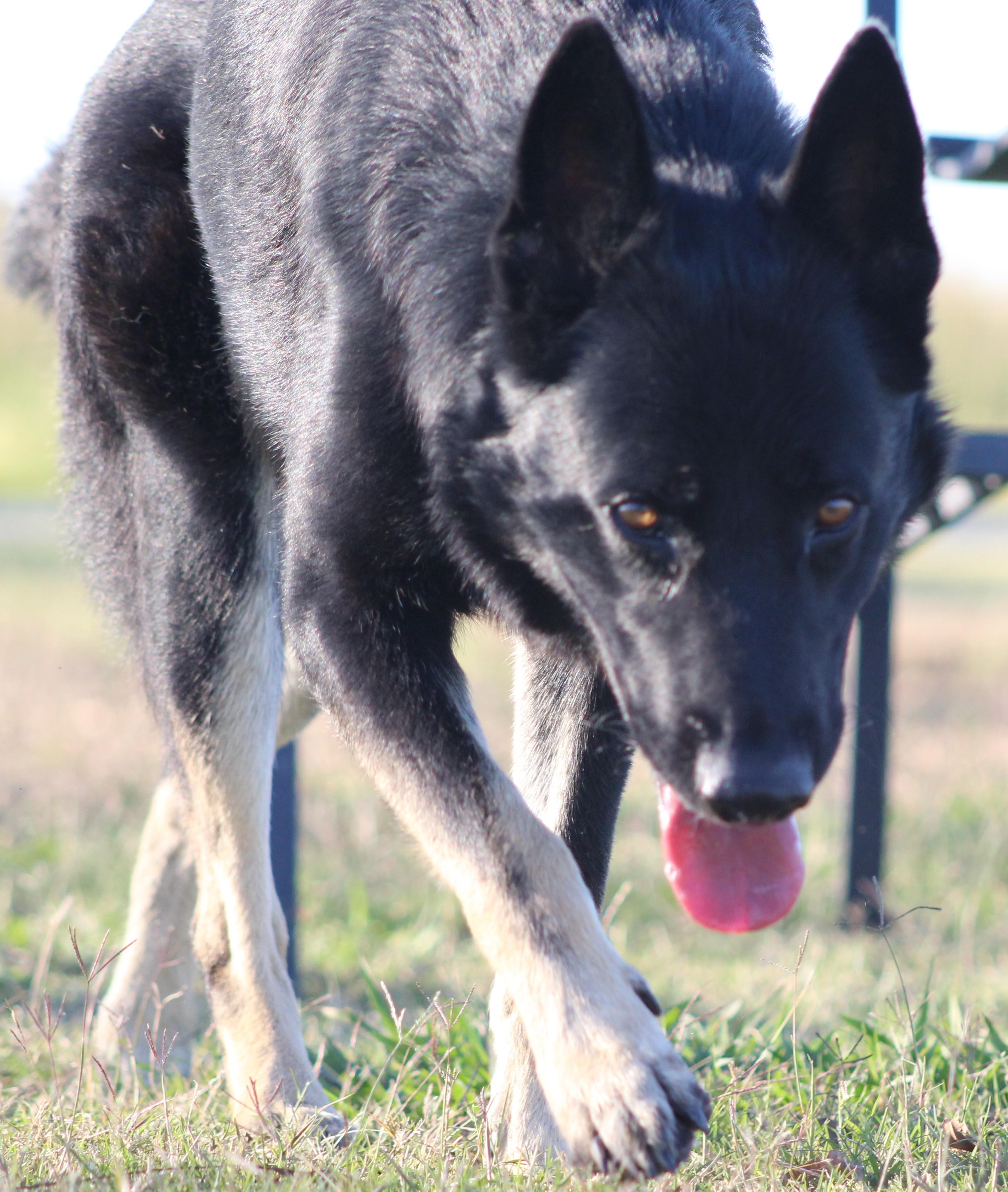 Enlarge Gabe, a ADOPTABLE German Shepherd Dog in Temple, TX image 2/5