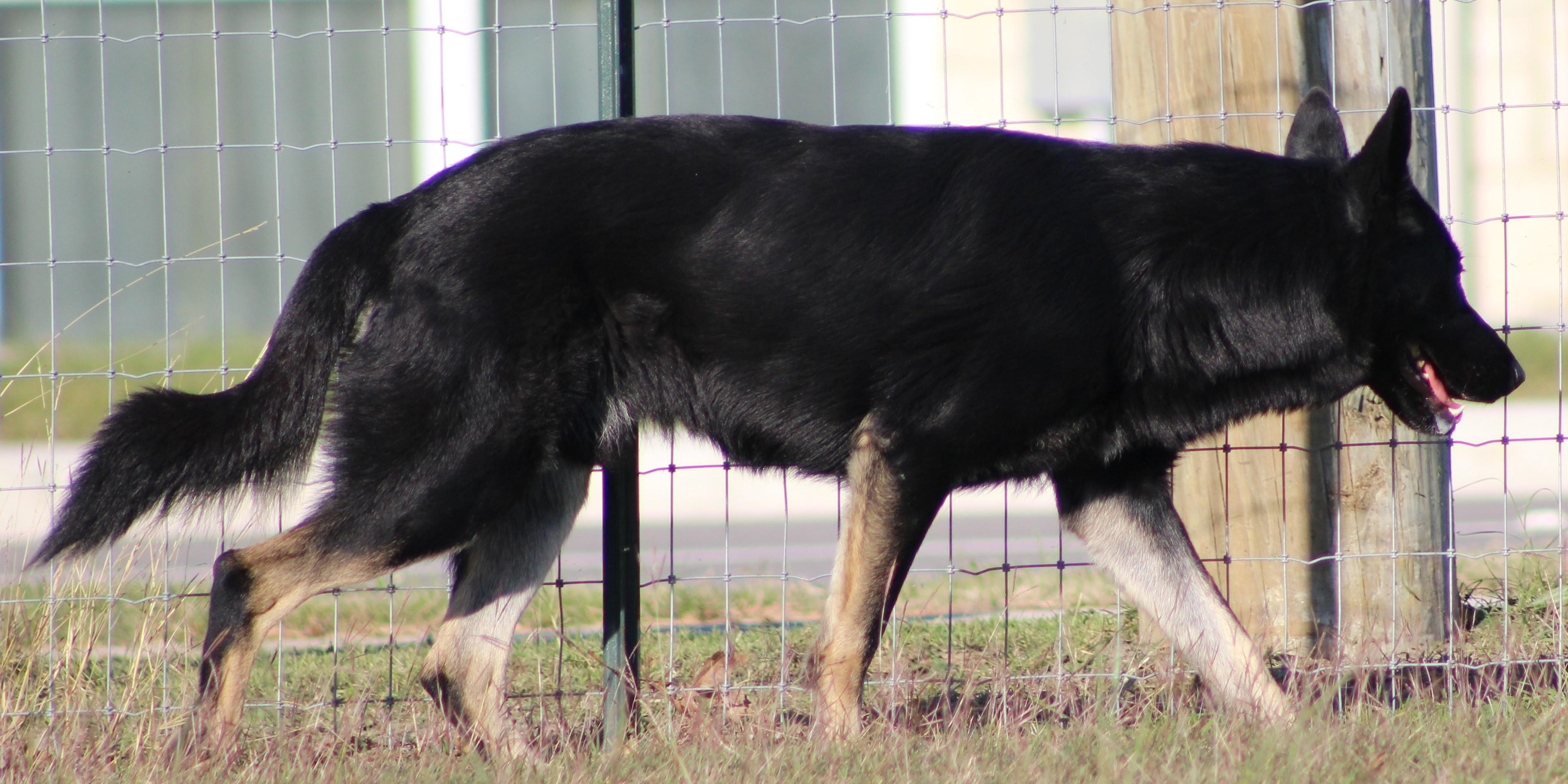 Enlarge Gabe, a ADOPTABLE German Shepherd Dog in Temple, TX image 3/5