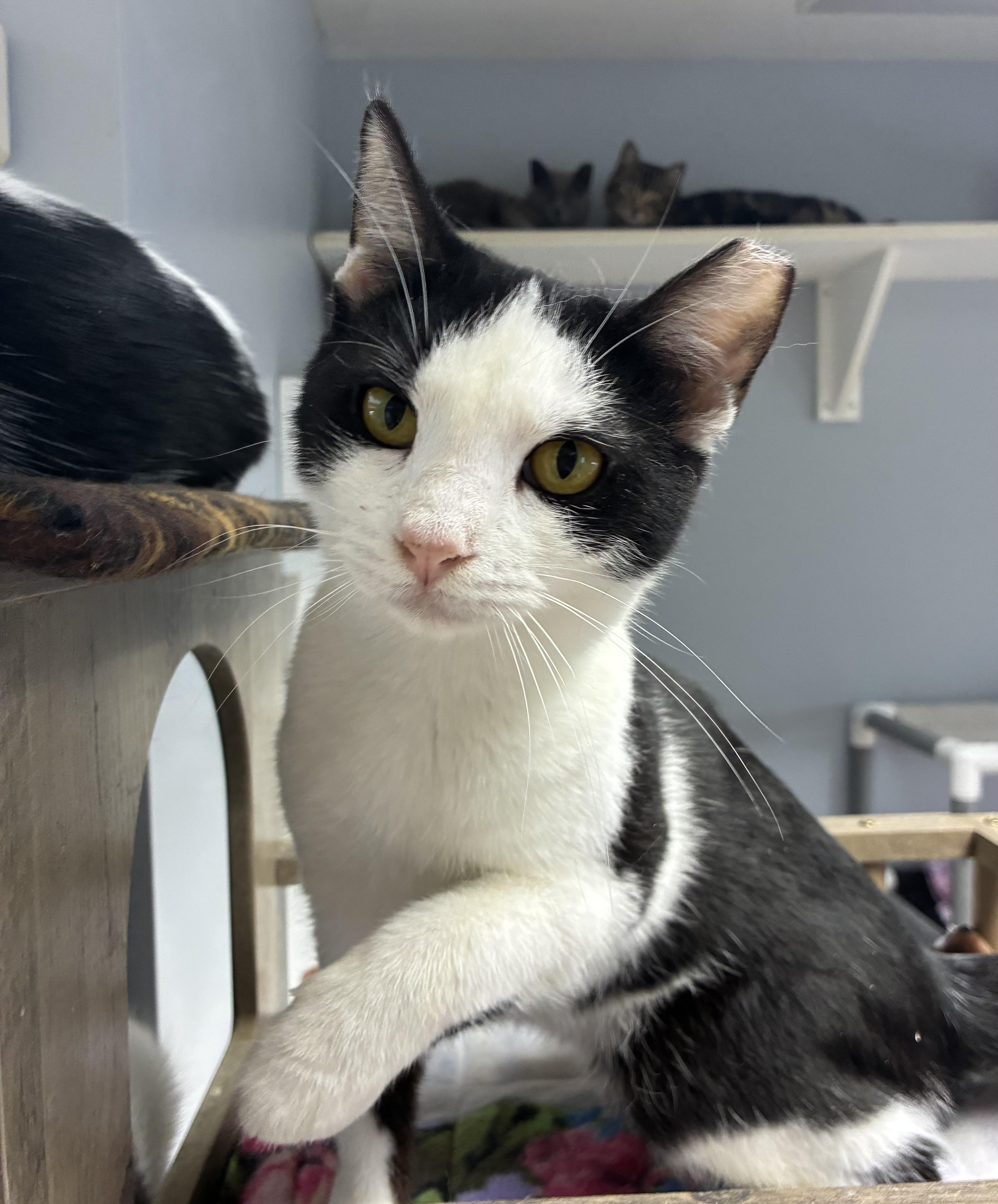 Enlarge Pax, a Adoptable Domestic Short Hair in Breinigsville, PA image 2/5