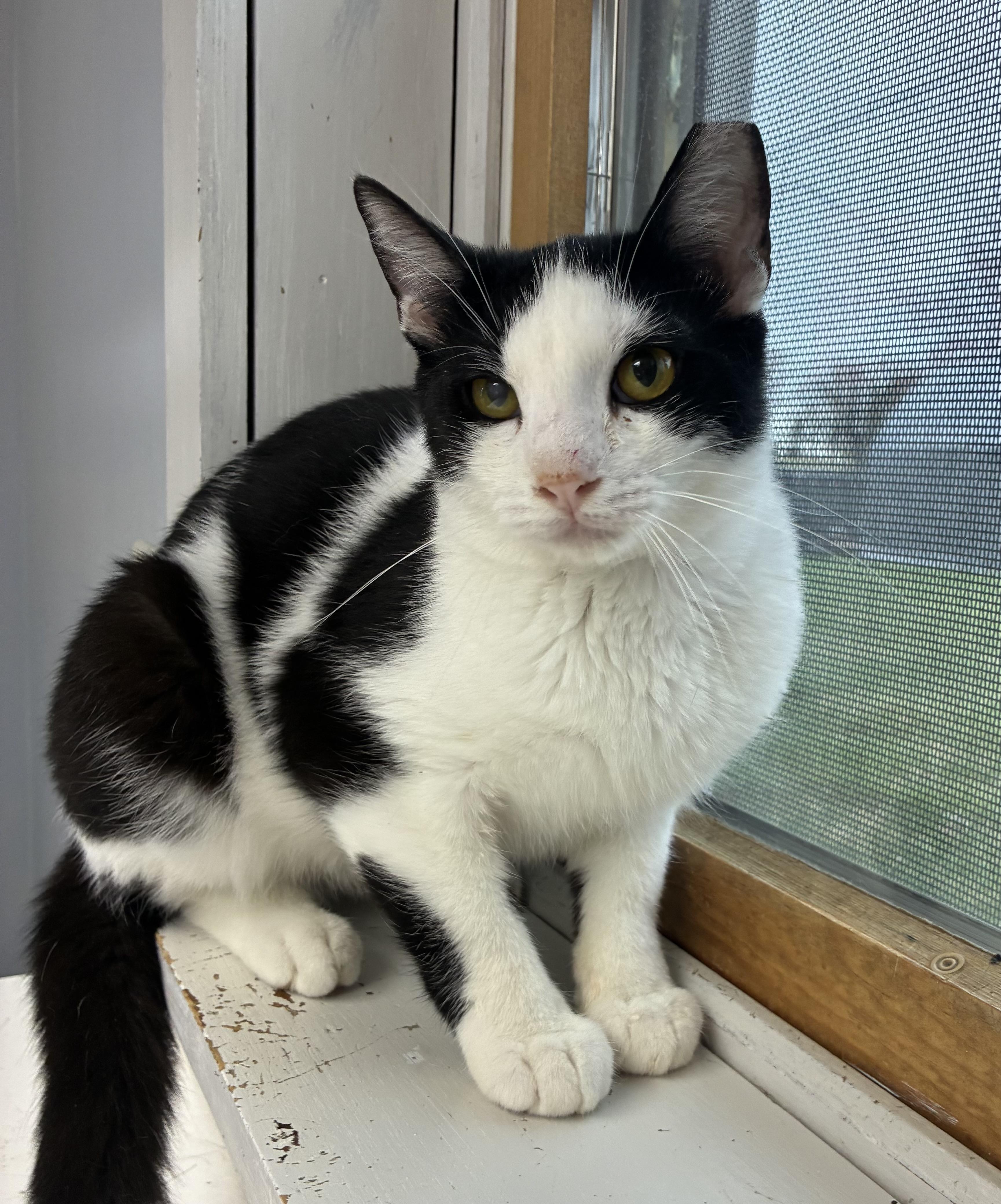 Enlarge Pax, a Adoptable Domestic Short Hair in Breinigsville, PA image 4/5