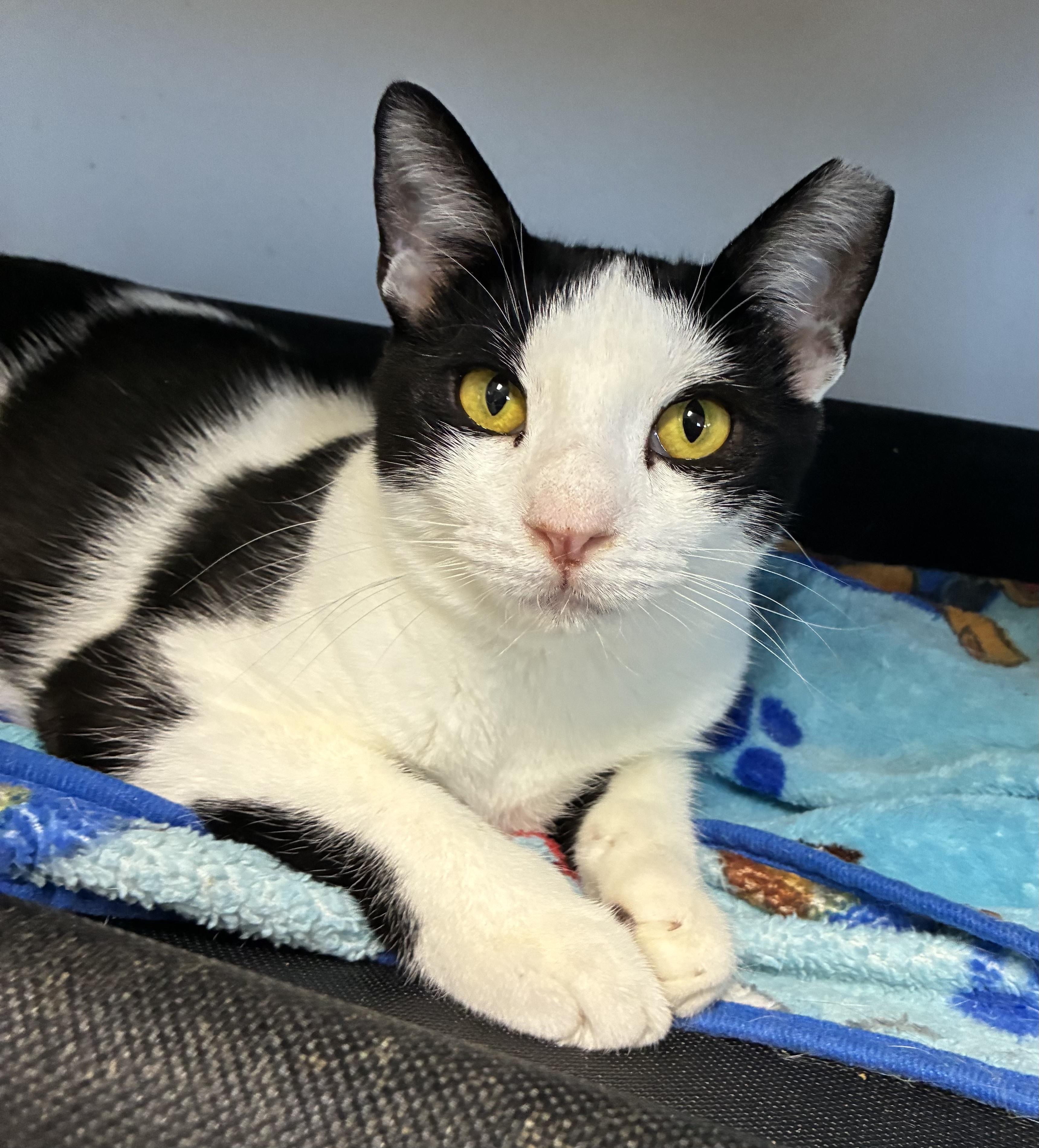 Enlarge Pax, a Adoptable Domestic Short Hair in Breinigsville, PA image 1/5