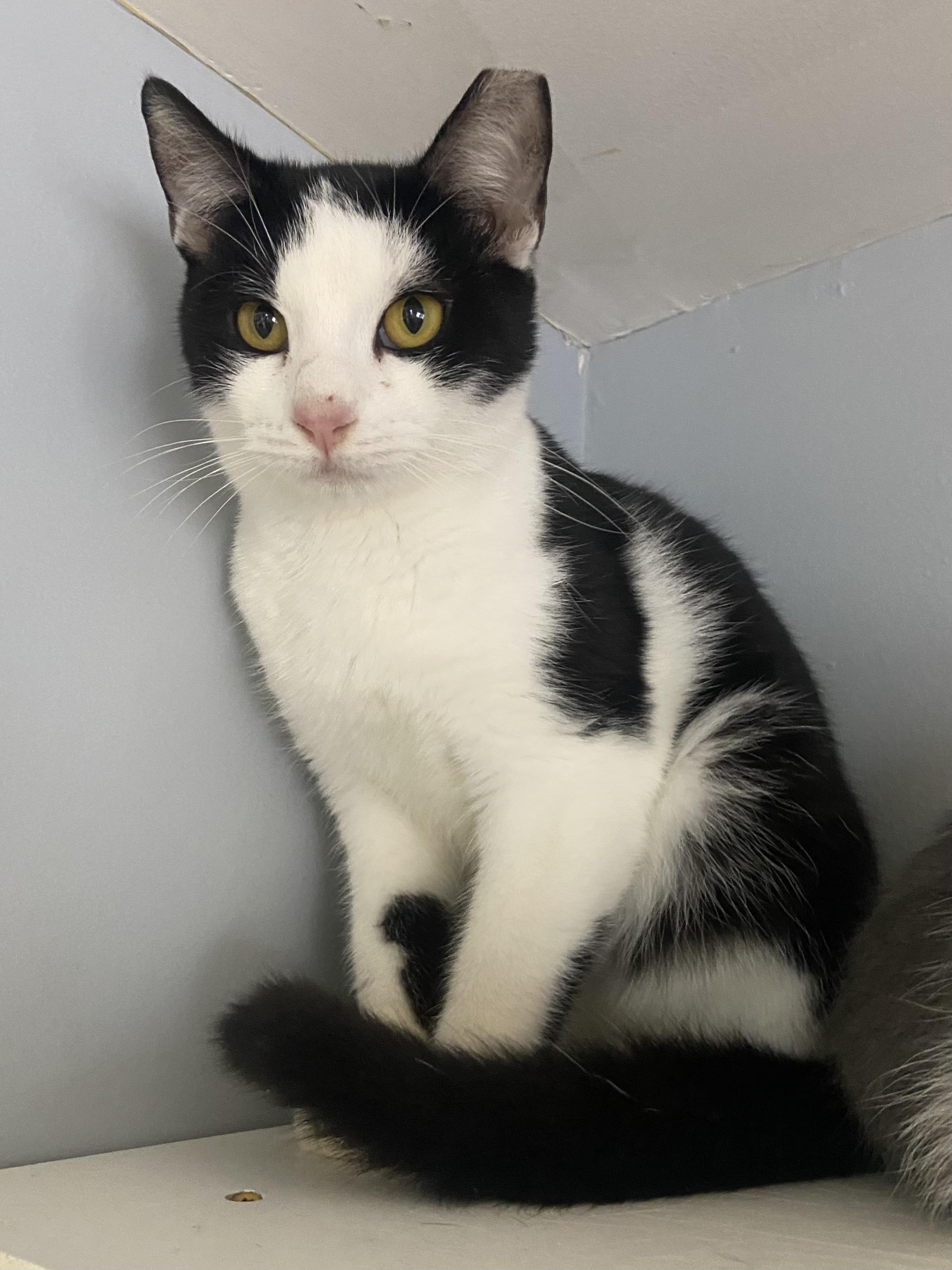 Enlarge Pax, a Adoptable Domestic Short Hair in Breinigsville, PA image 3/5