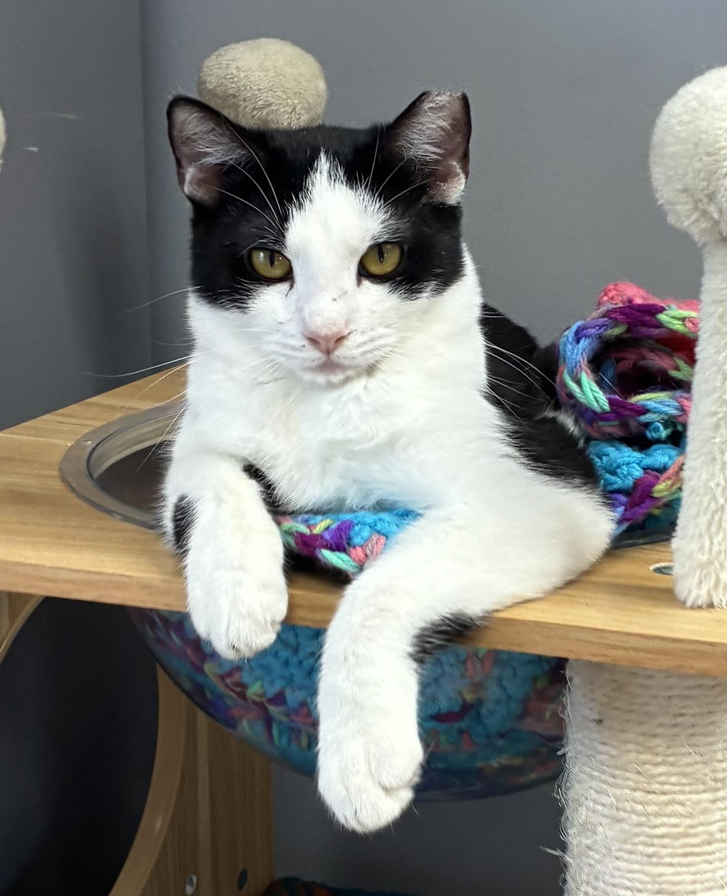 Pax, Adoptable, Young Male Domestic Short Hair.