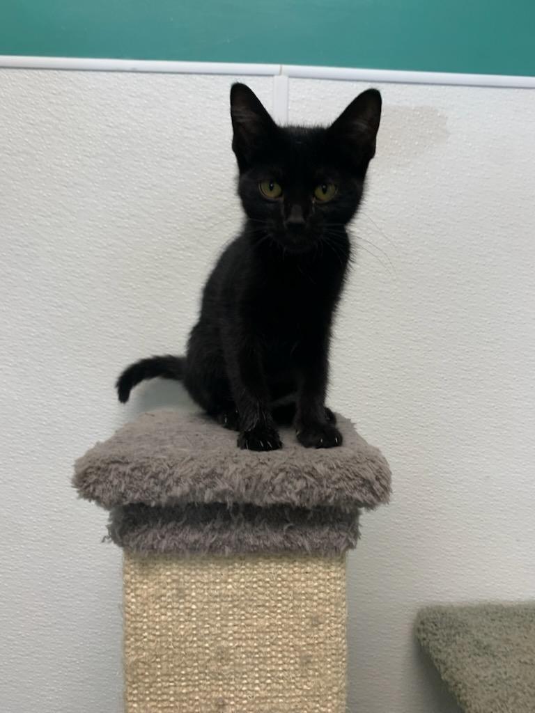 Gracen, Adoptable, Young Male Domestic Short Hair.